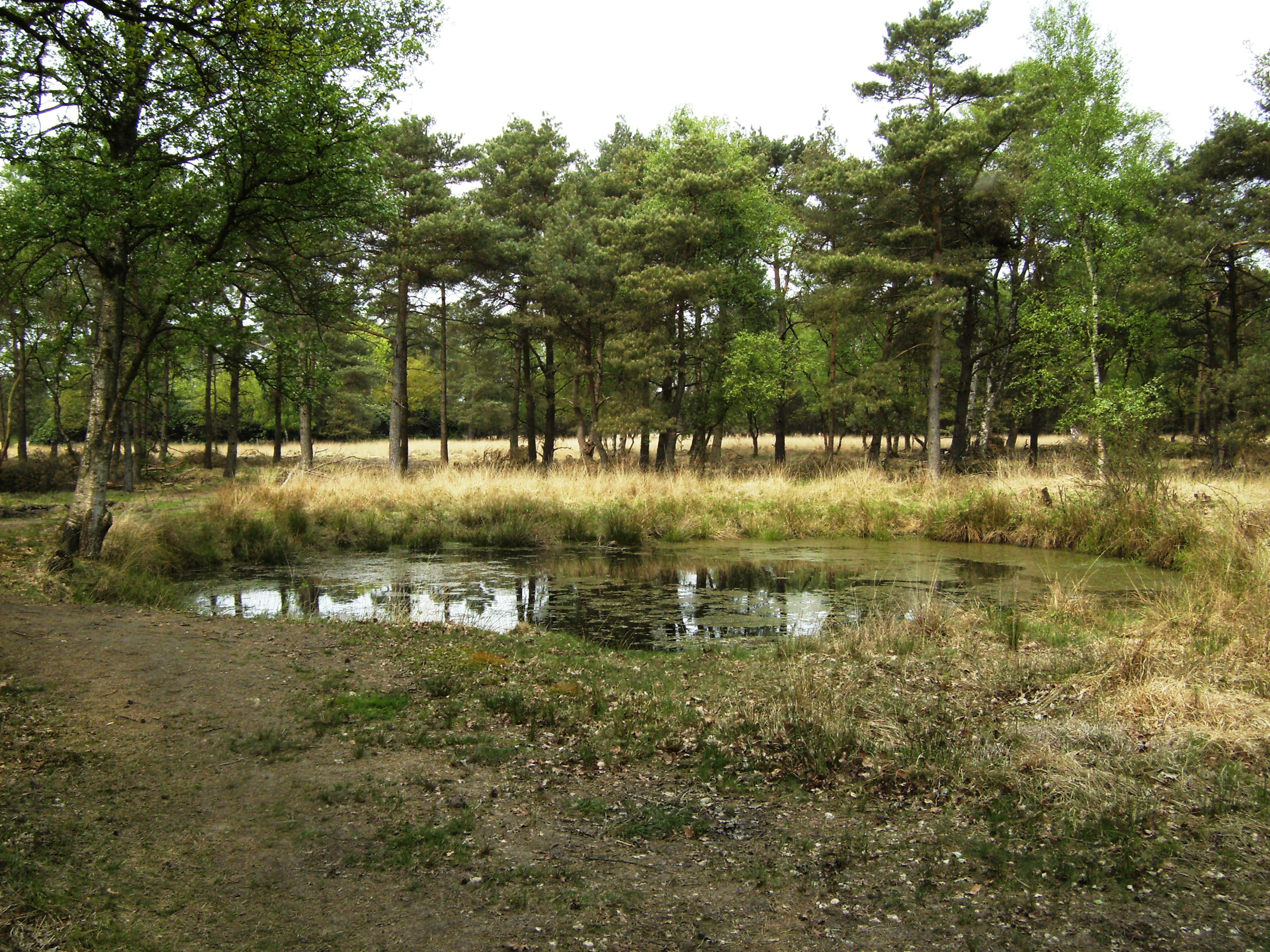 A small pond sits in the foreground with grasses and pine trees in the background at Boetelerveld.
