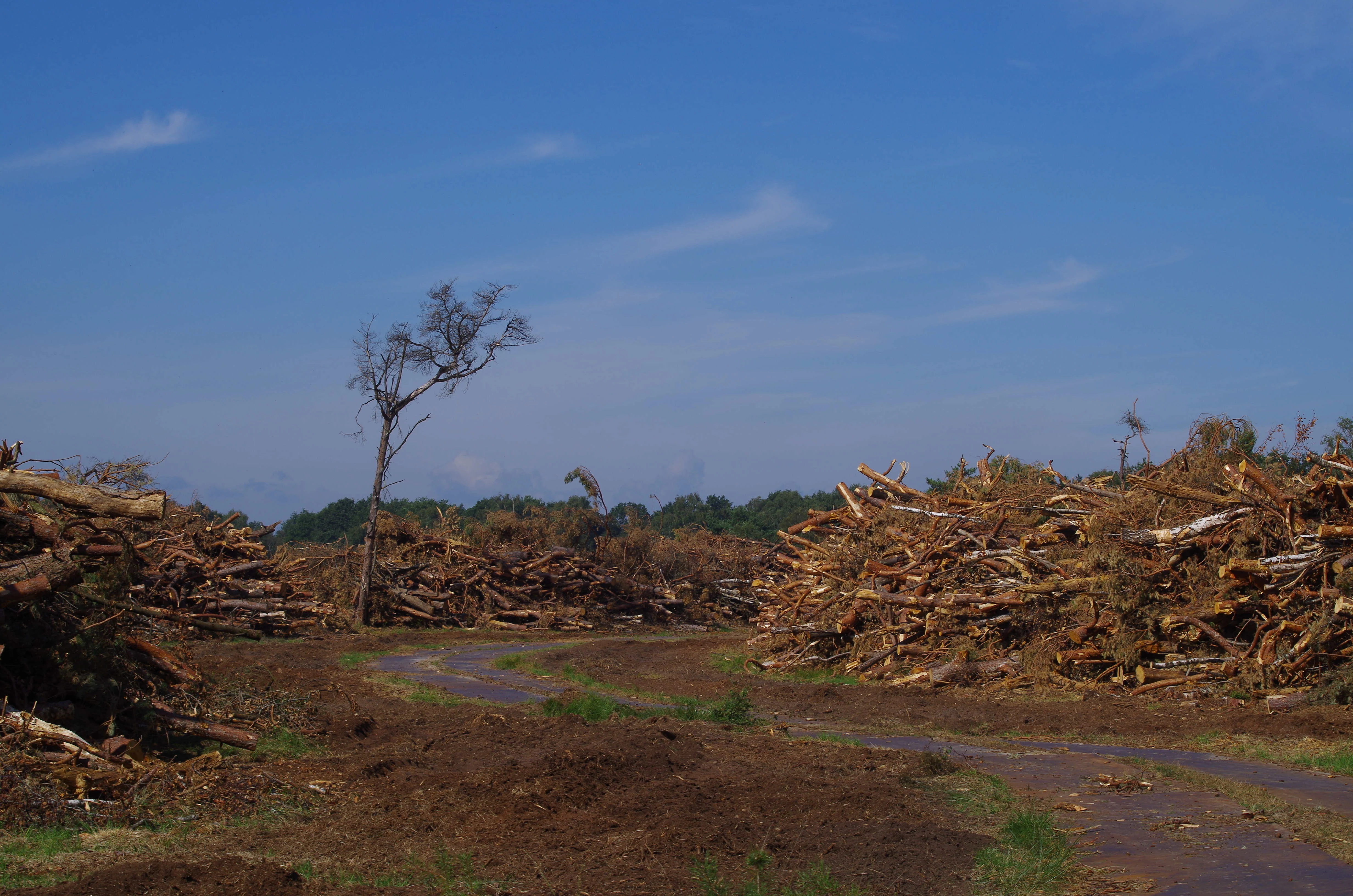 A dirt path curves through a nature reserve where large piles of stacked logs and cleared wood debris are arranged on either side, with a single standing tree in the distance under a blue sky.