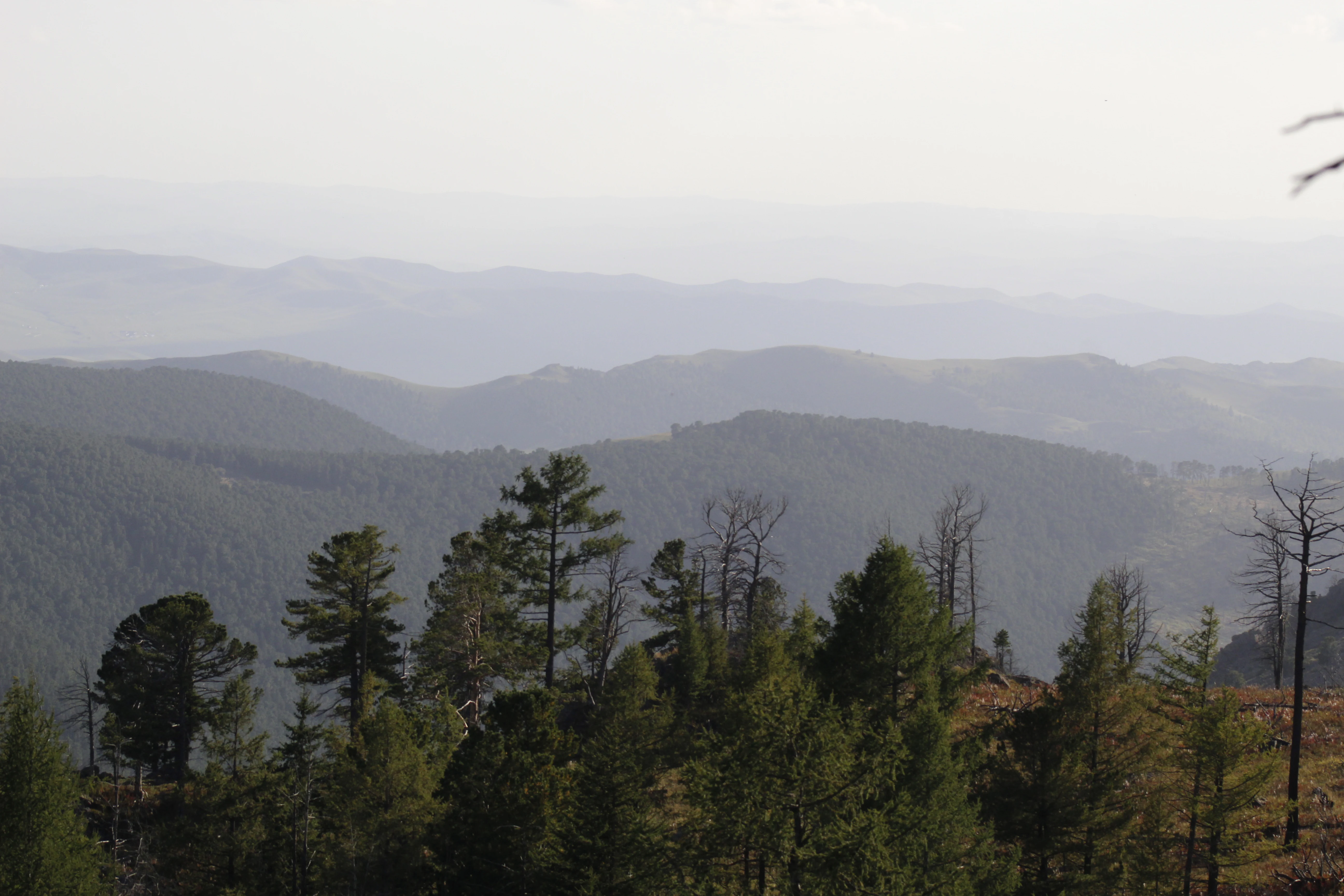A wide view of rolling mountain ridges covered in coniferous forests, with layers of hills fading into the distance under a pale sky.