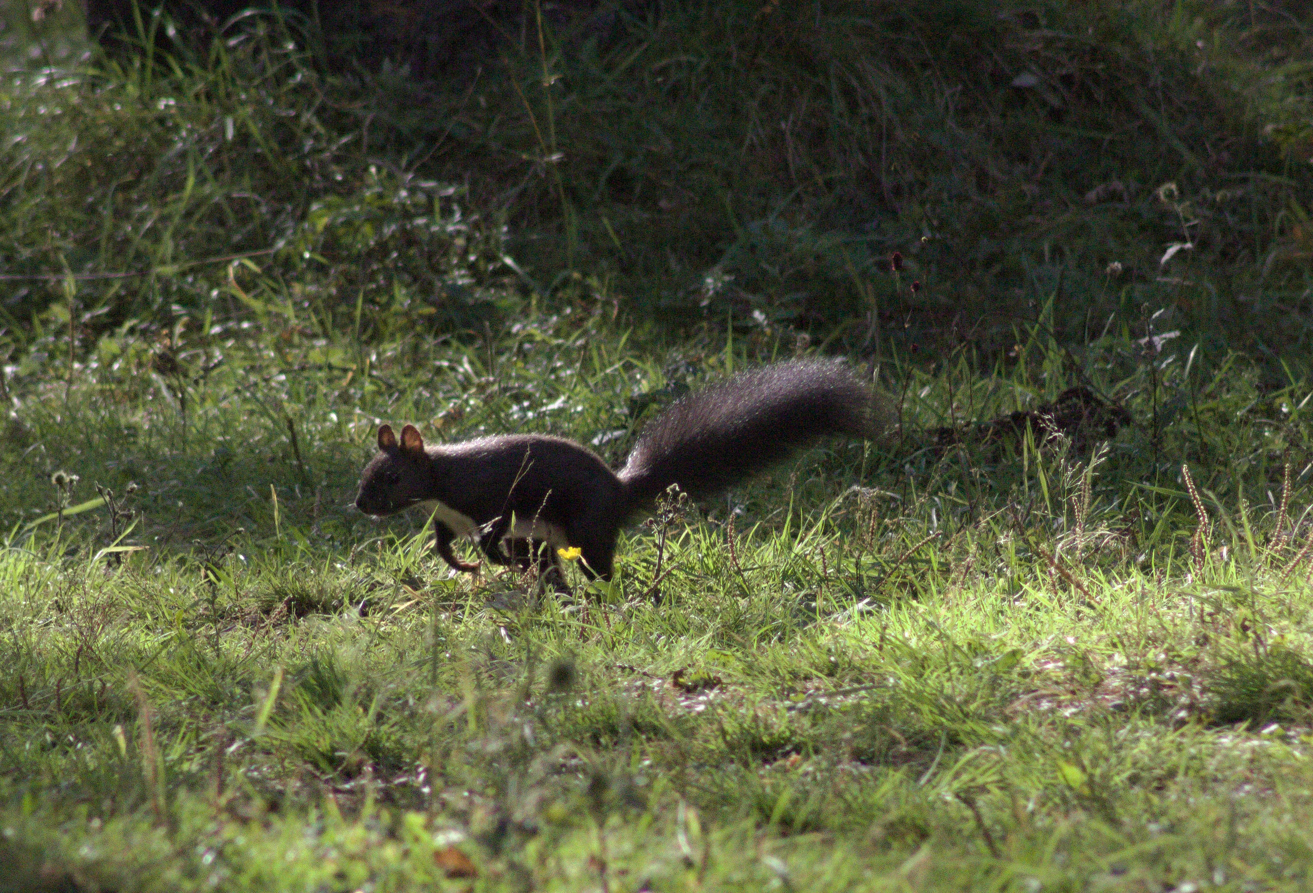 A small dark-furred red squirrel with a bushy tail running across a green grassy area in a forest setting.