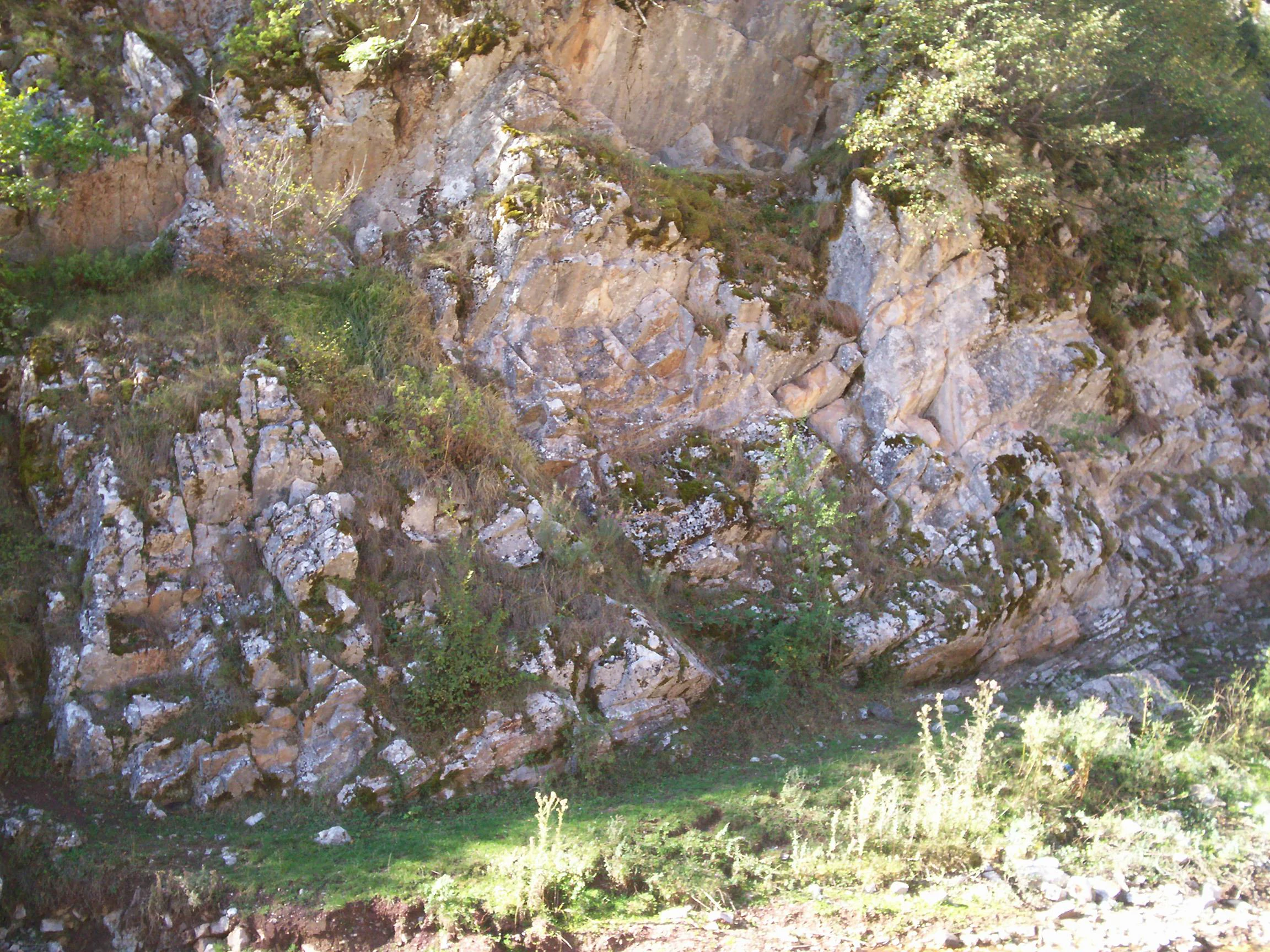 A close-up view of a rugged, light-colored rocky cliff face covered in patches of moss and small green shrubs, with a small patch of grass visible at the base.