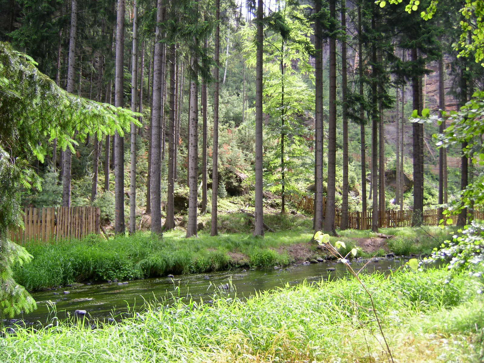 Tall pine trees lining a riverbank with lush green vegetation and a wooden fence in the background