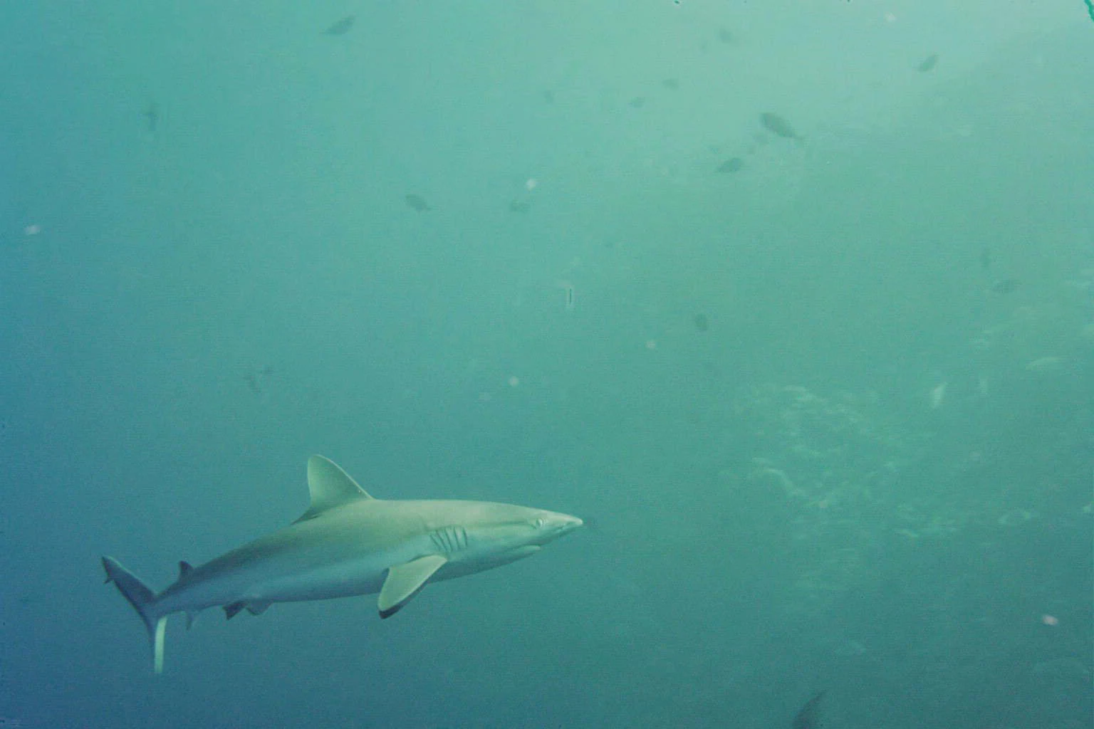 Un tiburón gris de arrecife nadando horizontalmente a través de aguas abiertas de color turquesa.