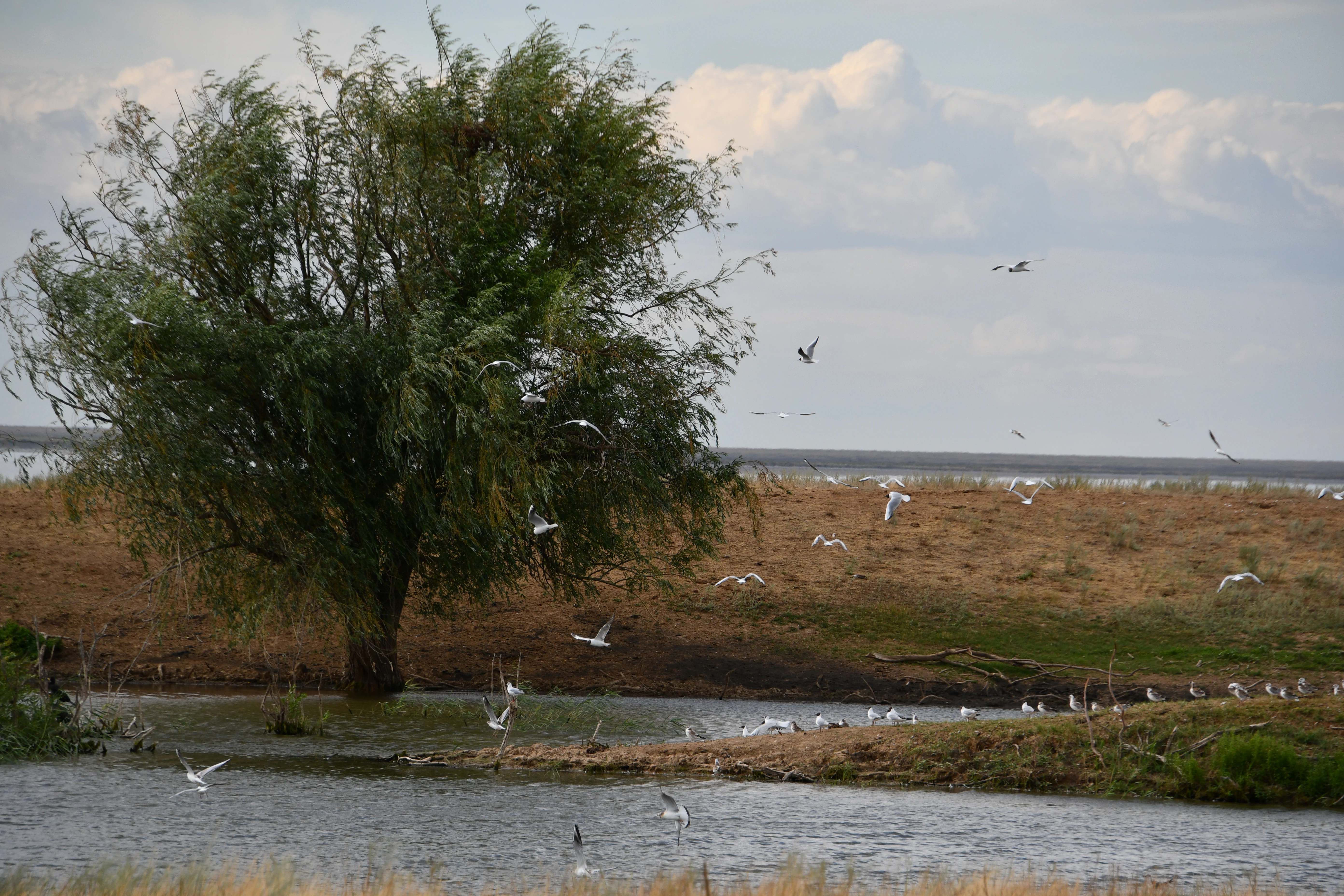A medium shot of a large tree standing in shallow water or near a pond, surrounded by low, dry grassland and many white birds flying and gathered on the ground.