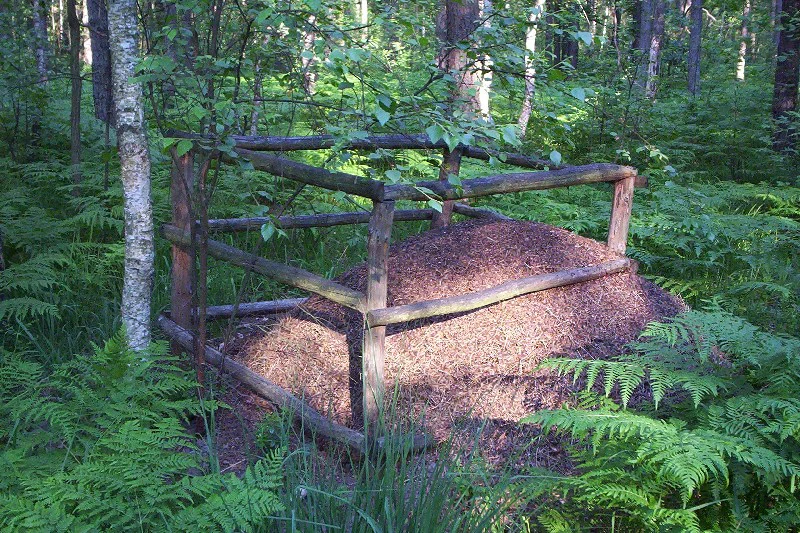 A large conical ant hill surrounded by a square wooden fence, situated in a dense forest with green ferns covering the ground.