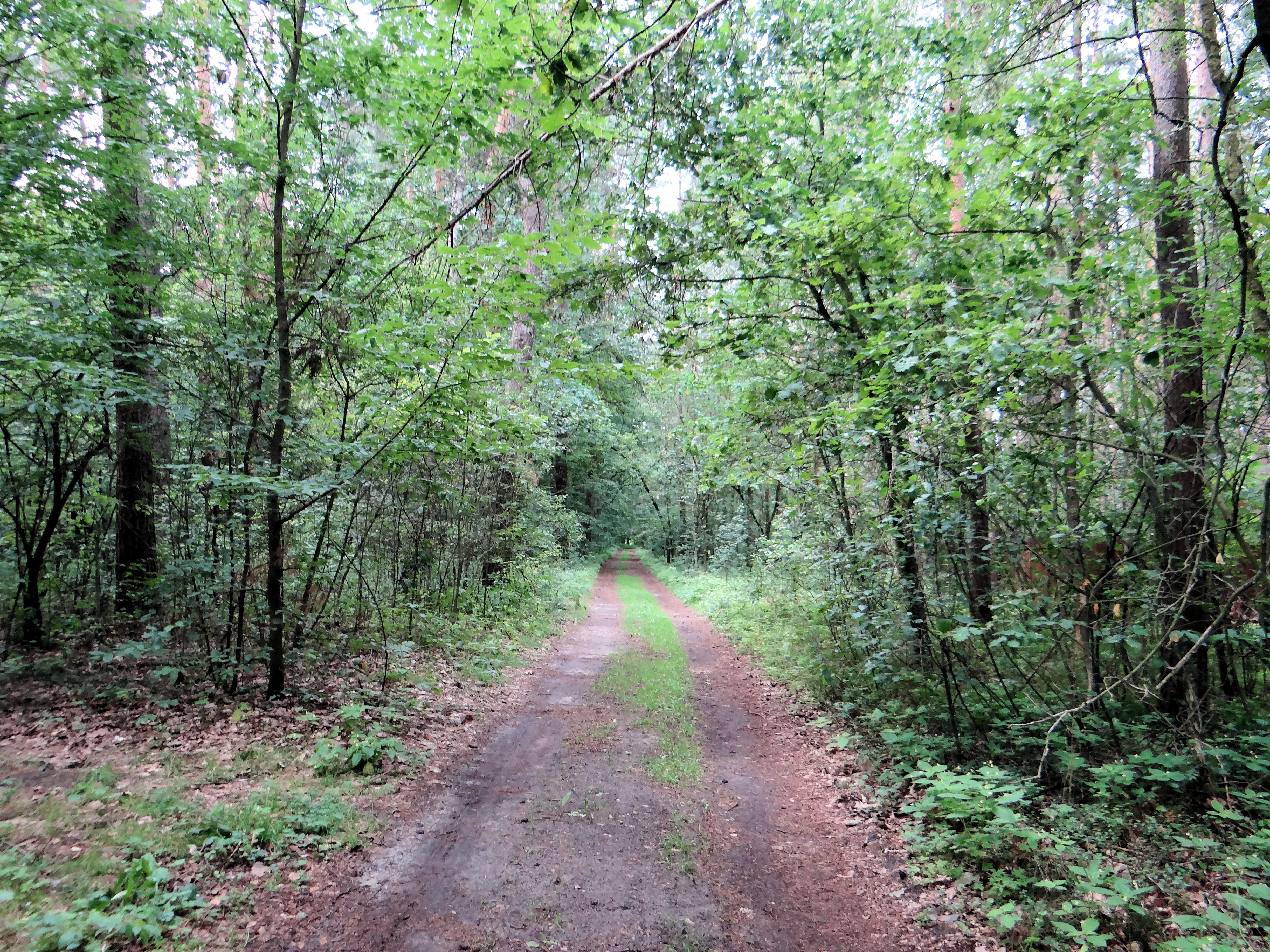 A dirt path flanked by dense green deciduous and coniferous trees in a Polish landscape park.