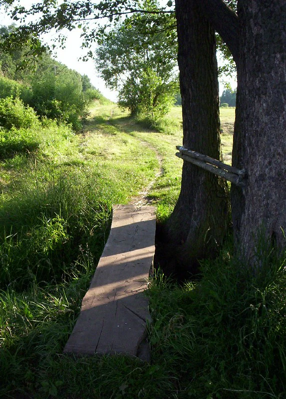 A simple wooden plank acting as a footbridge over a small ditch next to a large tree on a grassy forest path.
