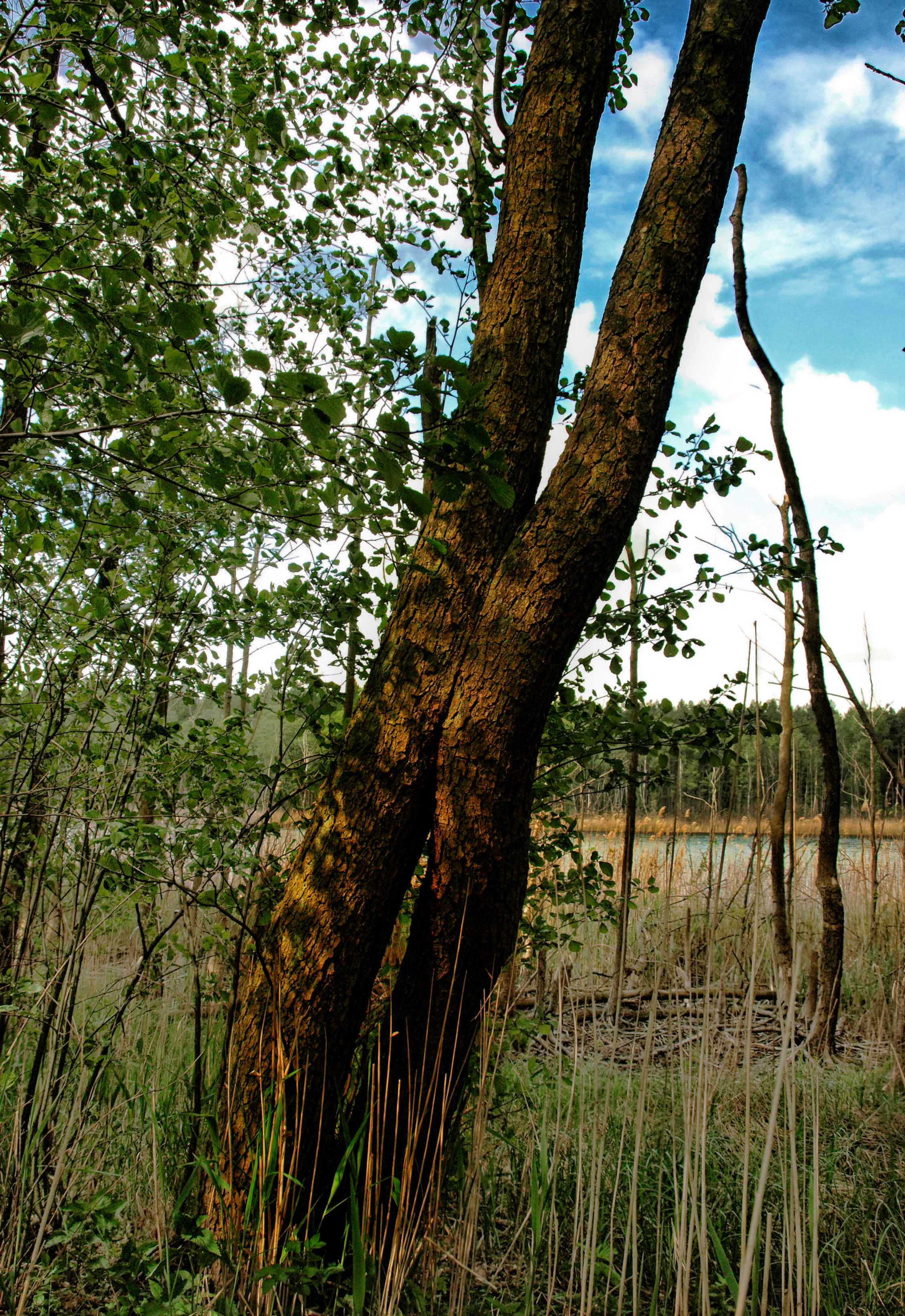 Una vista de cerca de un árbol de doble tronco en primer plano, con hierbas de marisma, juncos y un atisbo de un lago tranquilo al fondo bajo un cielo azul.