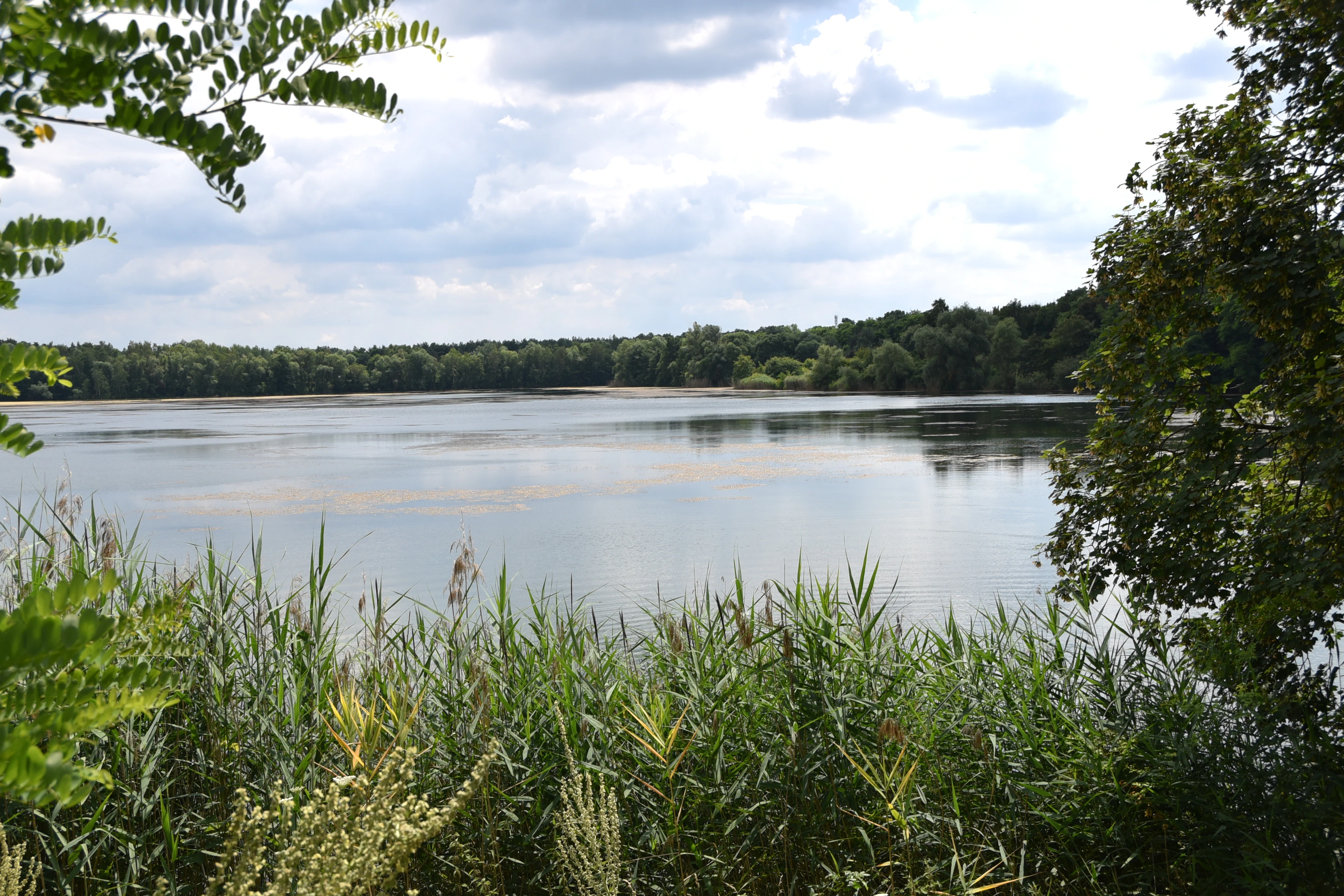 A wide view of a calm lake surrounded by trees and tall reeds in a nature reserve under a cloudy sky.