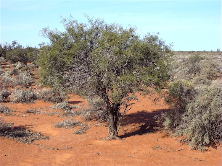 Acacia carneorum habit