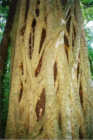 Close up view of the textured, interlaced trunk of a large strangler fig tree in a forest setting.