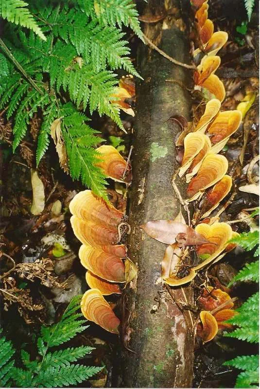 A close-up vertical shot of orange-brown bracket fungi growing in a row along a decaying log, surrounded by lush green ferns on the forest floor.