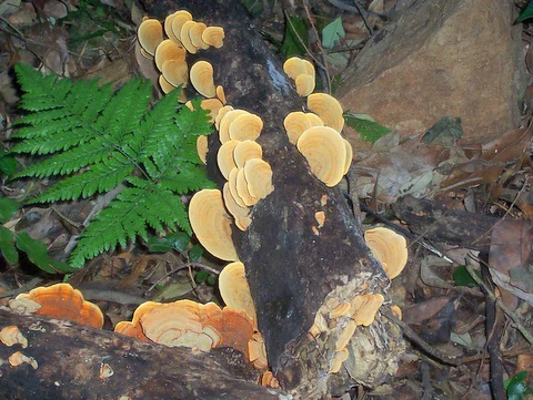 Clusters of rounded, tan-colored shelf fungi attached to a fallen dark log on the rainforest floor, with a bright green fern frond visible to the left.