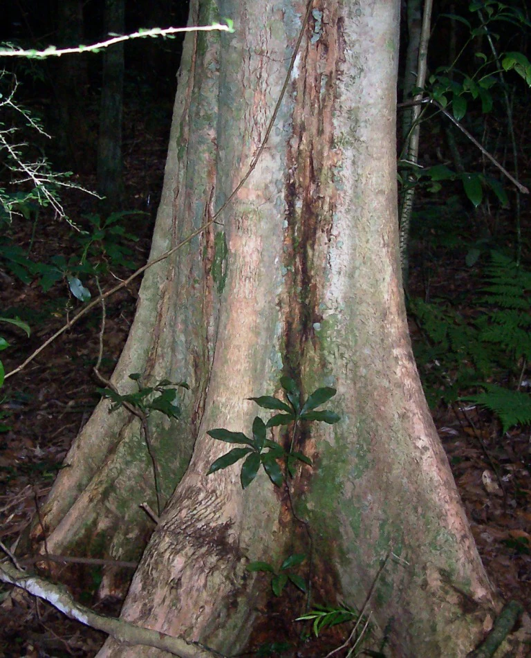 A close-up view of the base and trunk of a large rainforest tree with light colored, smooth bark and buttress roots in a shaded forest environment.