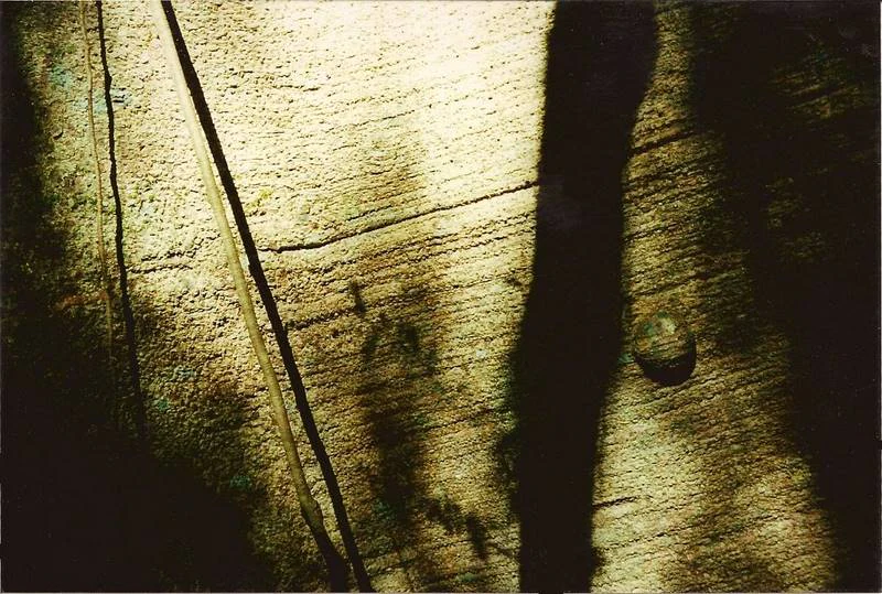 Close-up photograph showing the textured bark of a Ficus obliqua tree, marked by strong shadows and light patches.