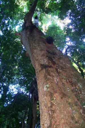 A low angle perspective looking up the trunk of a large, mature tree surrounded by dense rainforest foliage.