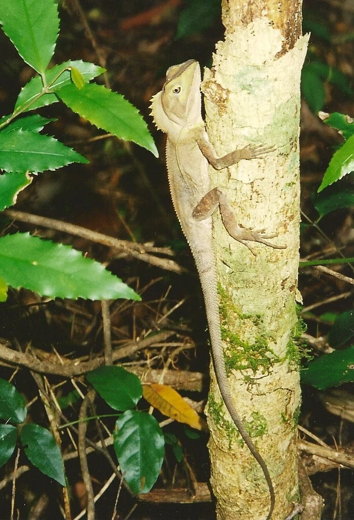 A pale, slender Southern Angle-headed Dragon lizard clinging vertically to a light-colored tree trunk in a rainforest setting, surrounded by green serrated leaves.