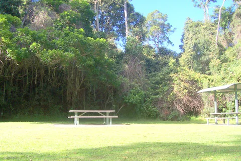 A grassy picnic area with metal picnic tables in Boorganna Nature Reserve, surrounded by dense subtropical rainforest trees.