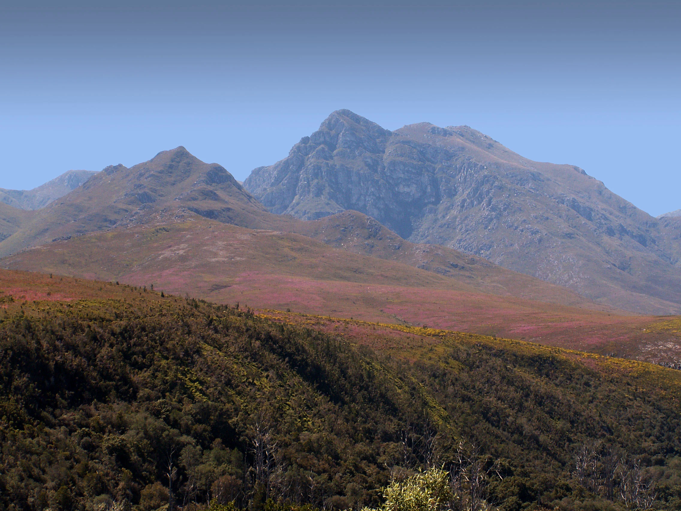 A wide-angle mountain landscape under a clear blue sky, featuring rocky peaks rising above slopes covered in fynbos vegetation.