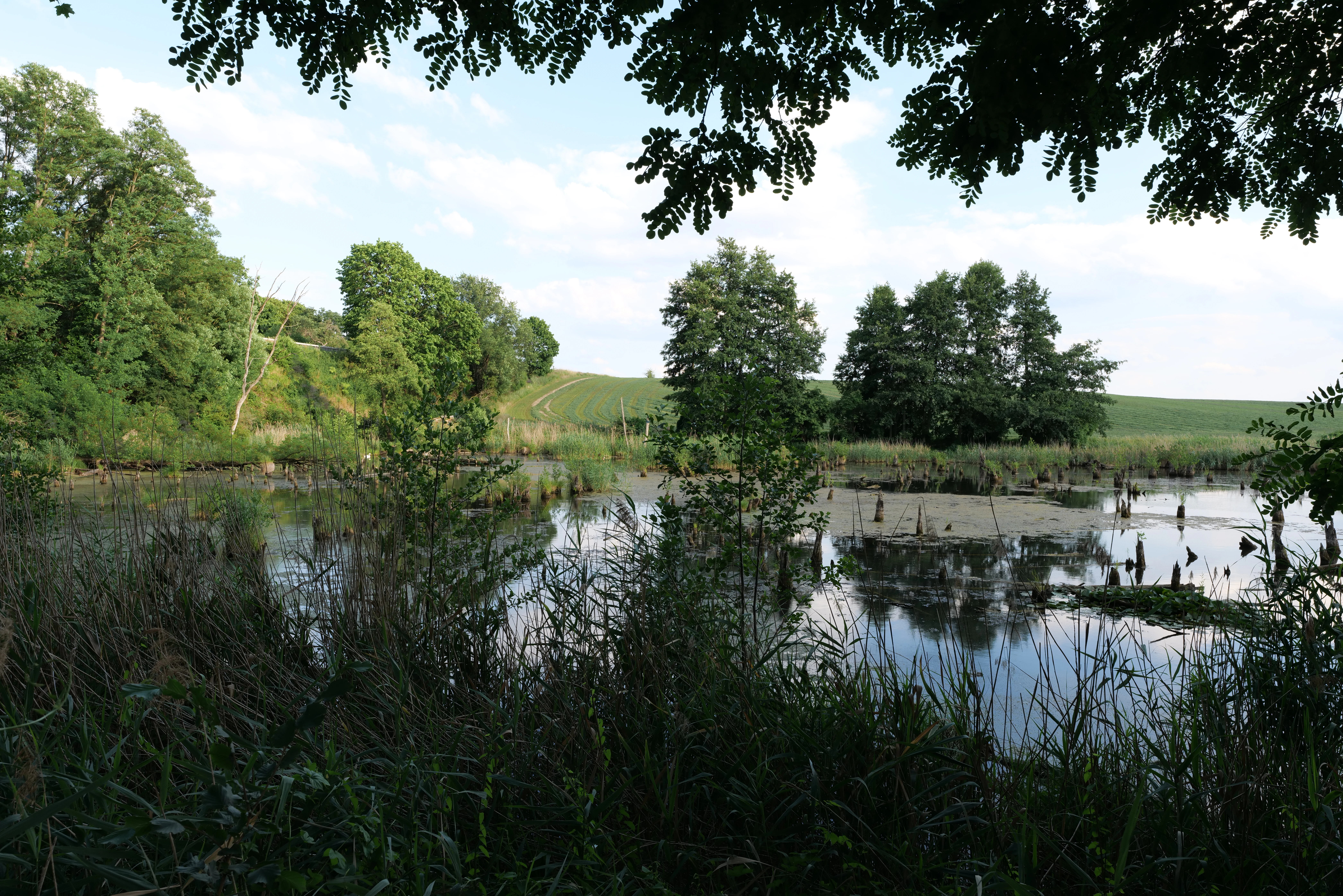 A peaceful wetland scene with a still pond, surrounding reeds, and lush green trees under a soft daylight sky.