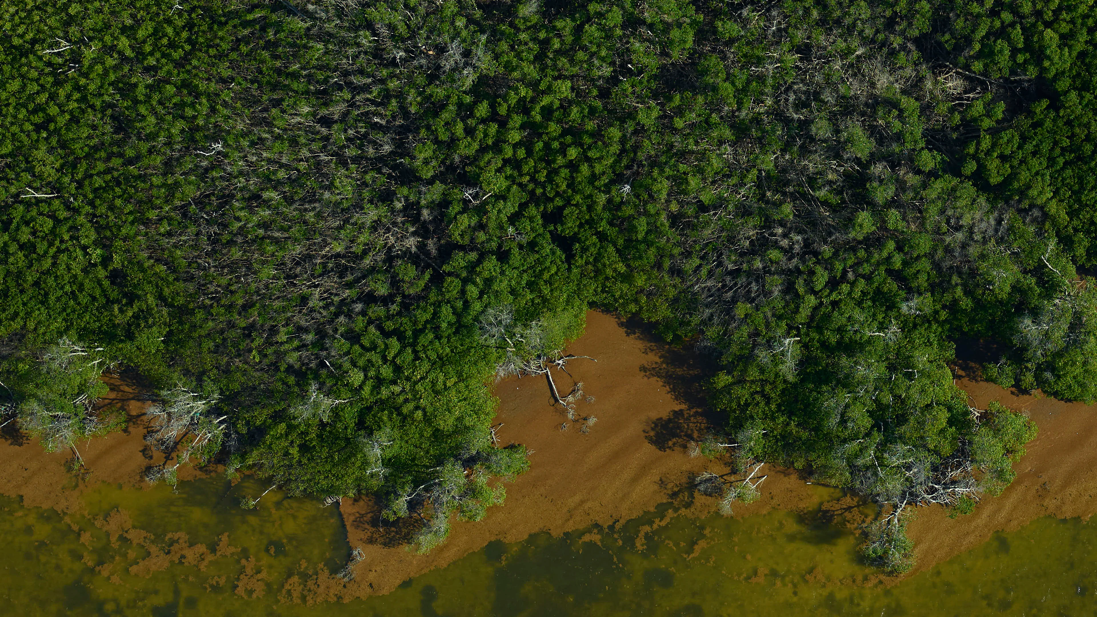 An overhead aerial view looking down onto a dense coastal mangrove forest meeting murky, sediment-rich water.