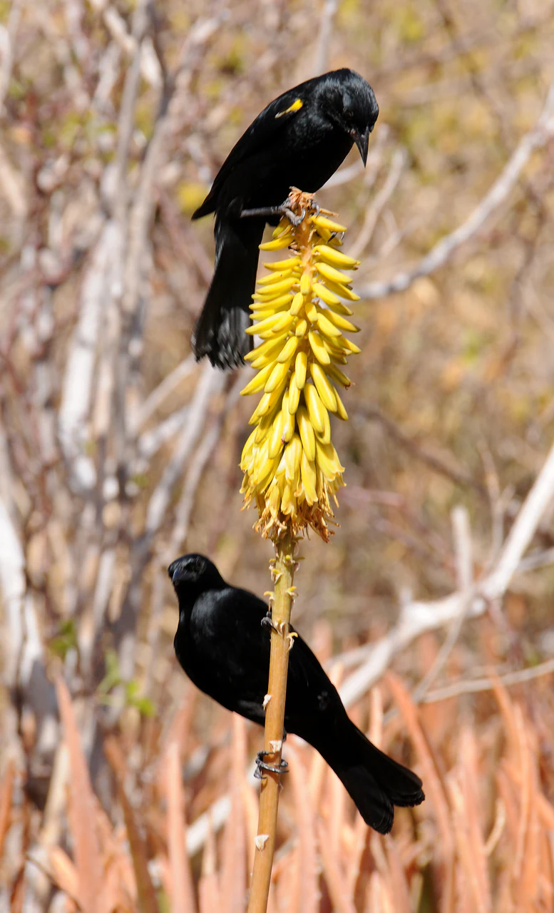 Two black birds with small yellow shoulder patches perched vertically on a tall, thin stalk topped with yellow tubular flowers.