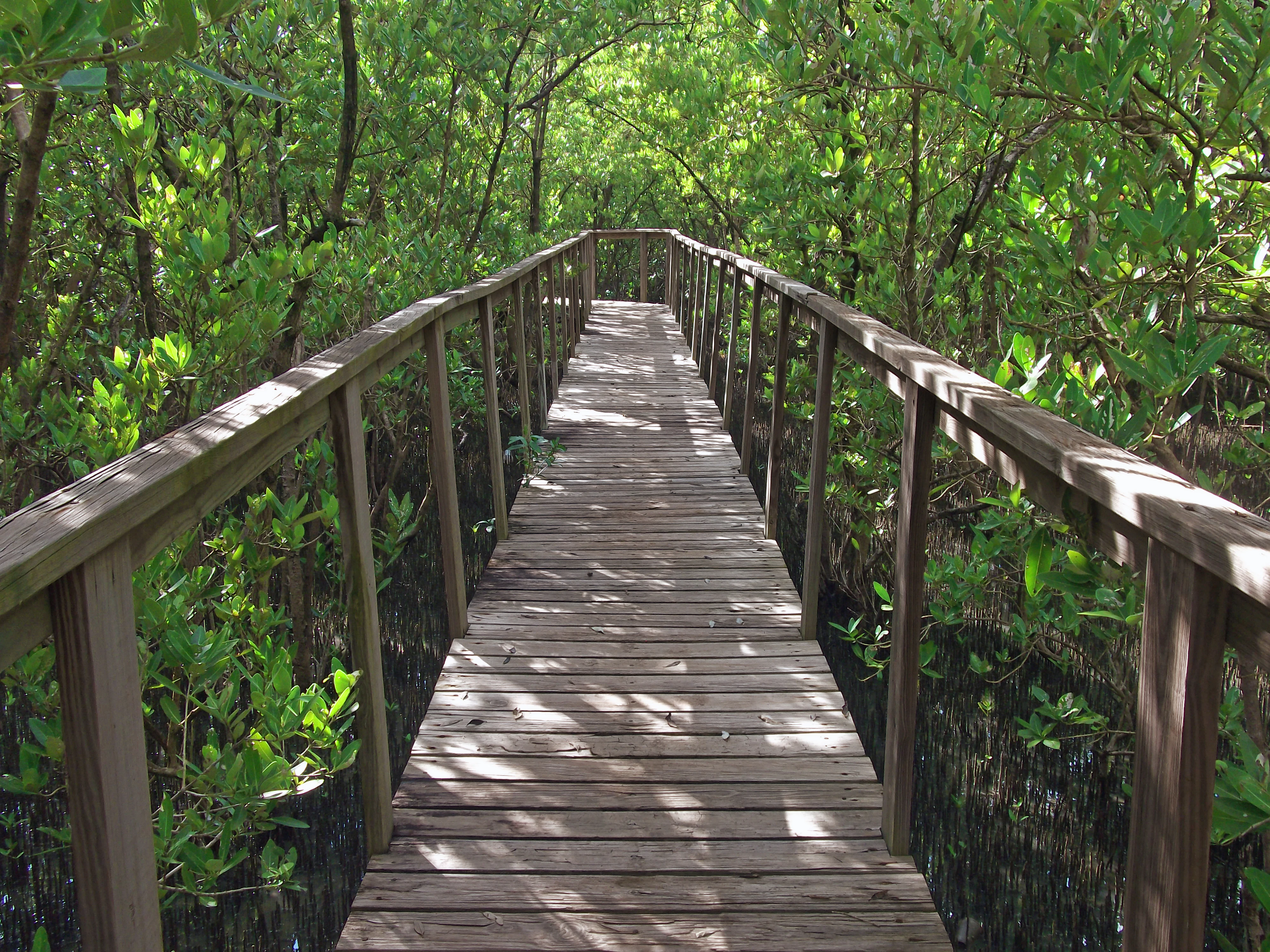 A wooden boardwalk with railings extends into a lush, dense mangrove forest with tangled roots visible in the shaded water below.