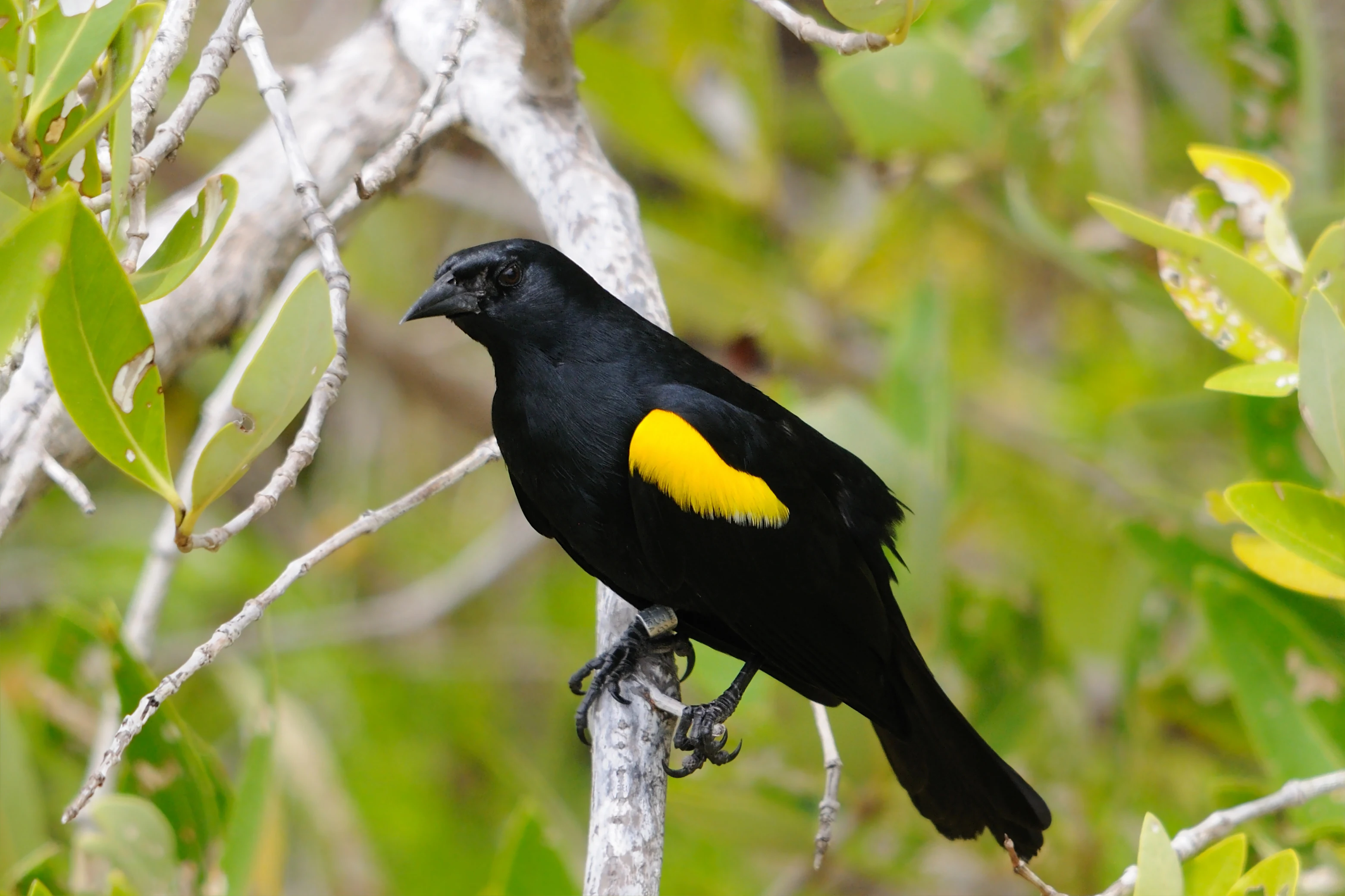A black bird with a bright yellow shoulder patch perched on a thin, light-colored tree branch surrounded by green foliage.