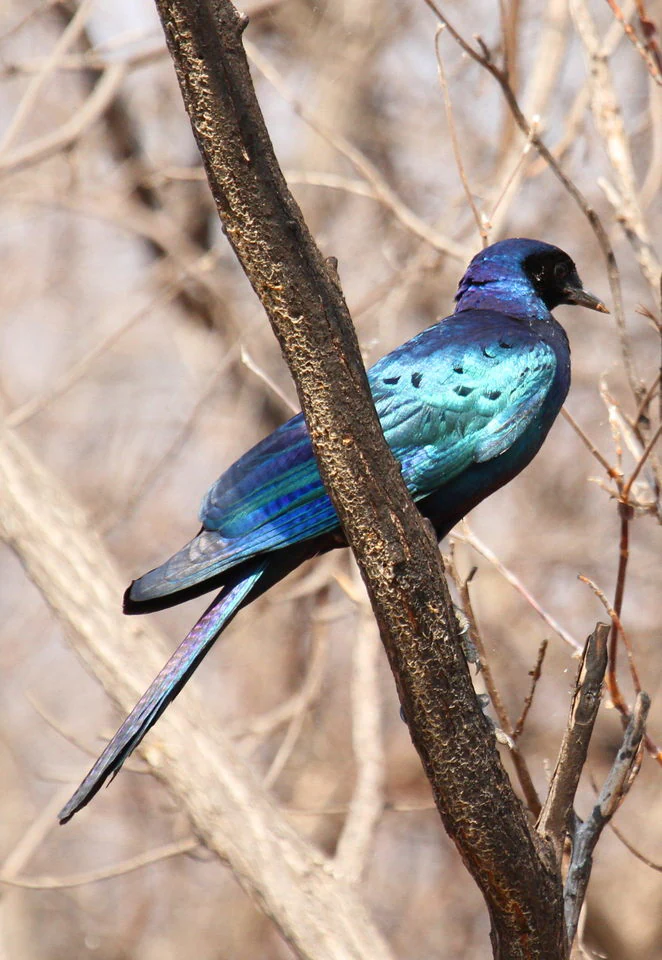 A side profile of a glossy iridescent Burchell's Starling perched on a dry tree branch.