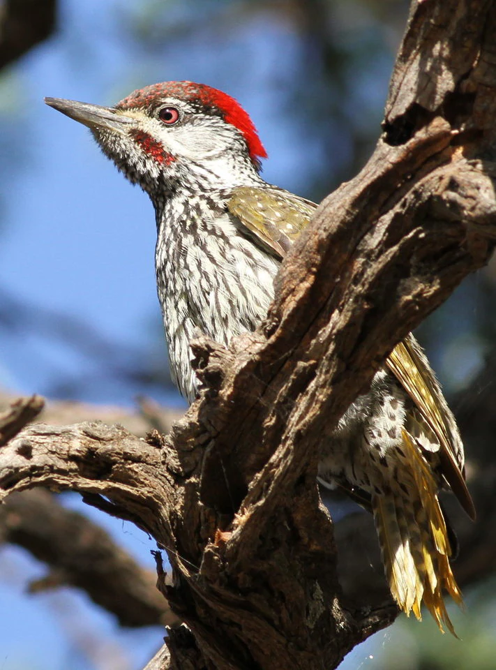 A male Golden-tailed Woodpecker with a red crown and spotted white and olive-green plumage perched on a gnarled tree branch.