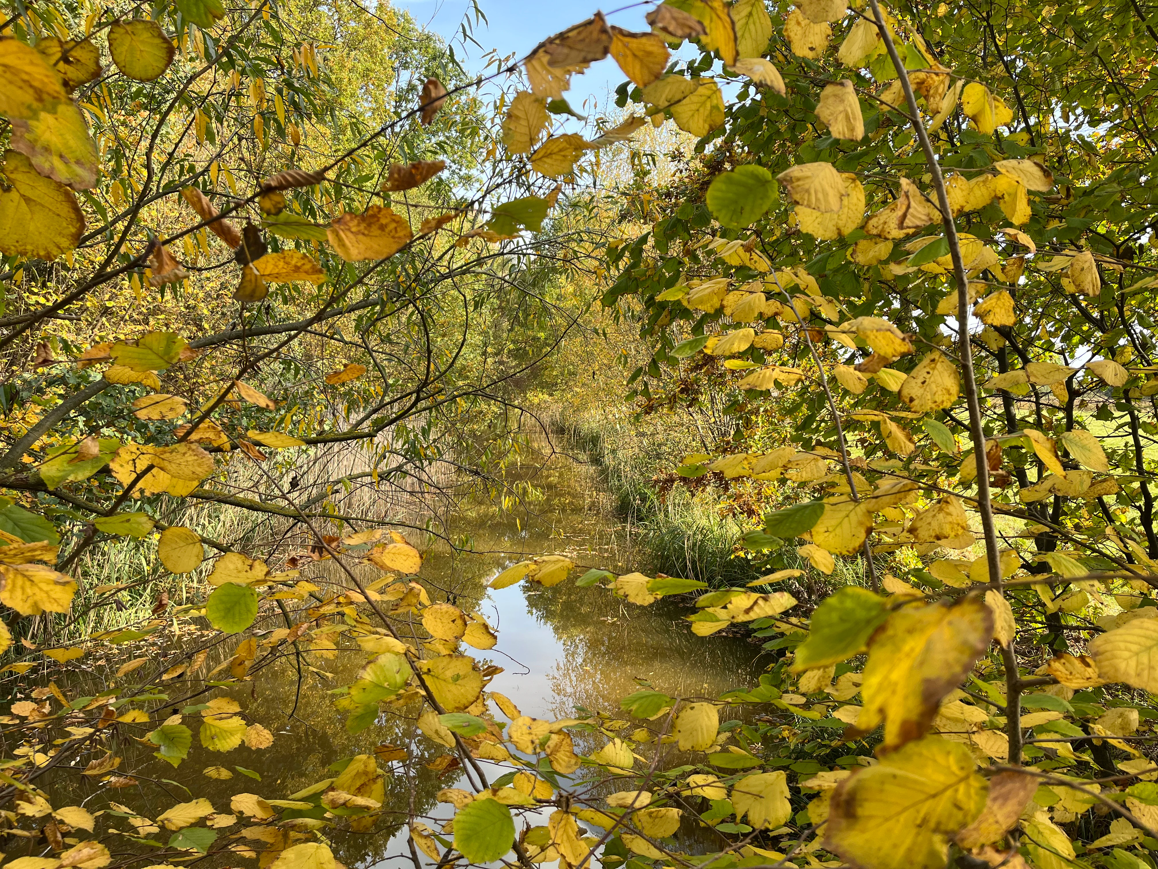 A view through yellow and green autumn leaves looking toward a narrow, calm stream in a forest.