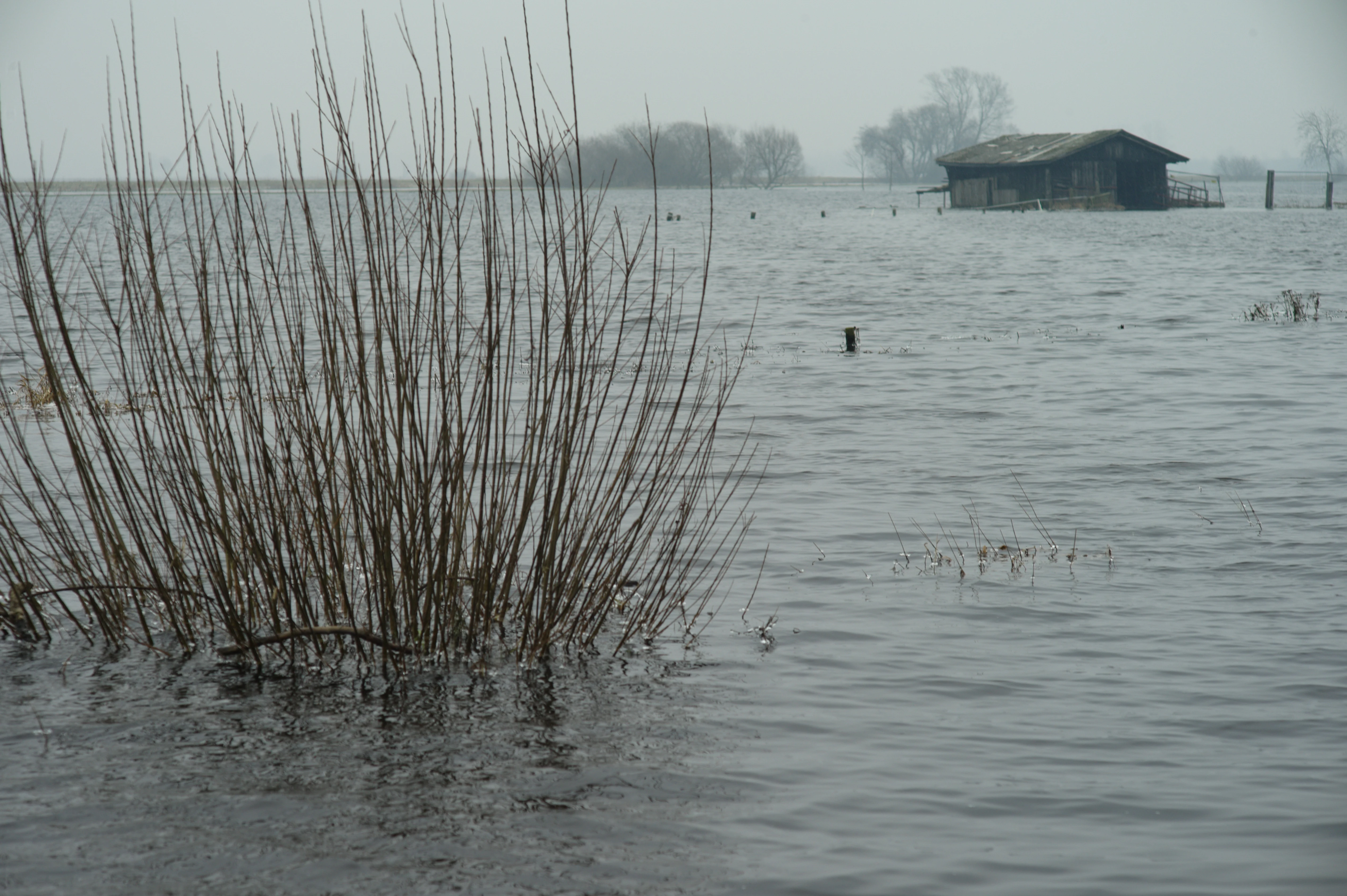 A flooded meadow in winter with a small wooden hut visible in the distance and a cluster of bare willow branches in the foreground.