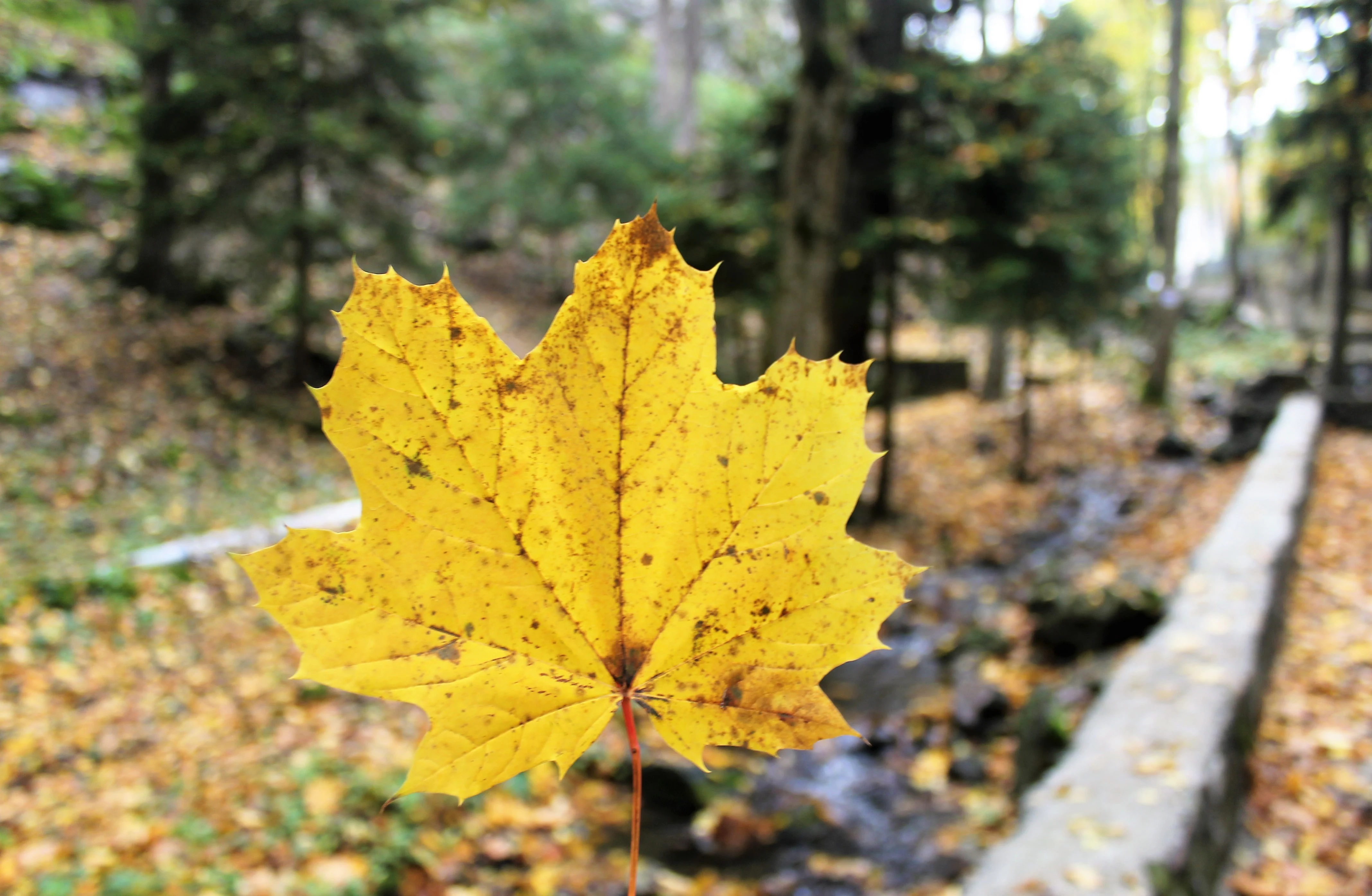Yellow maple leaf with visible veins and spots, held against a blurred background of forest path, stream, and autumn foliage