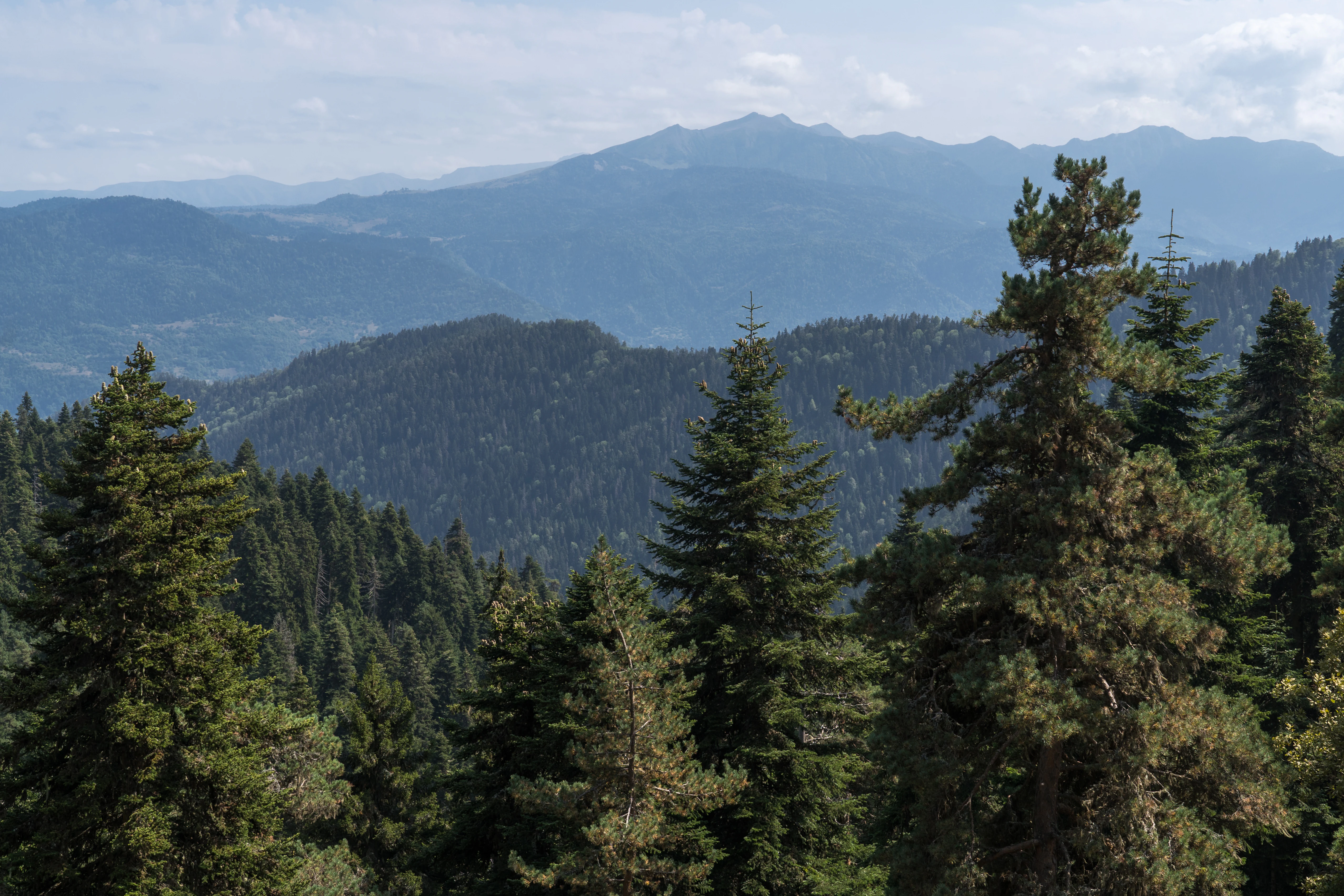 Tall pine trees in the foreground with rolling mountain ranges in the background under a partly cloudy sky