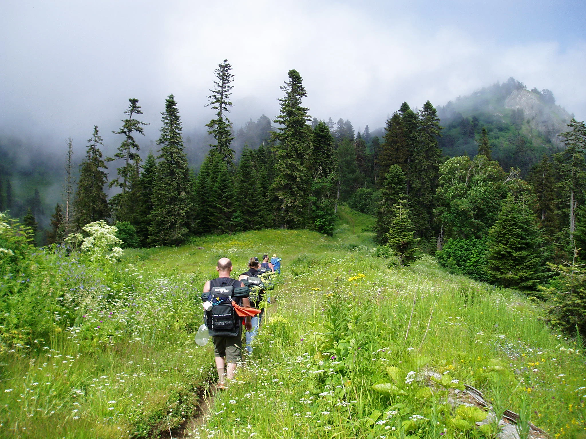 Group of hikers walking on a narrow trail surrounded by tall evergreen trees and wildflowers with misty mountains in the background