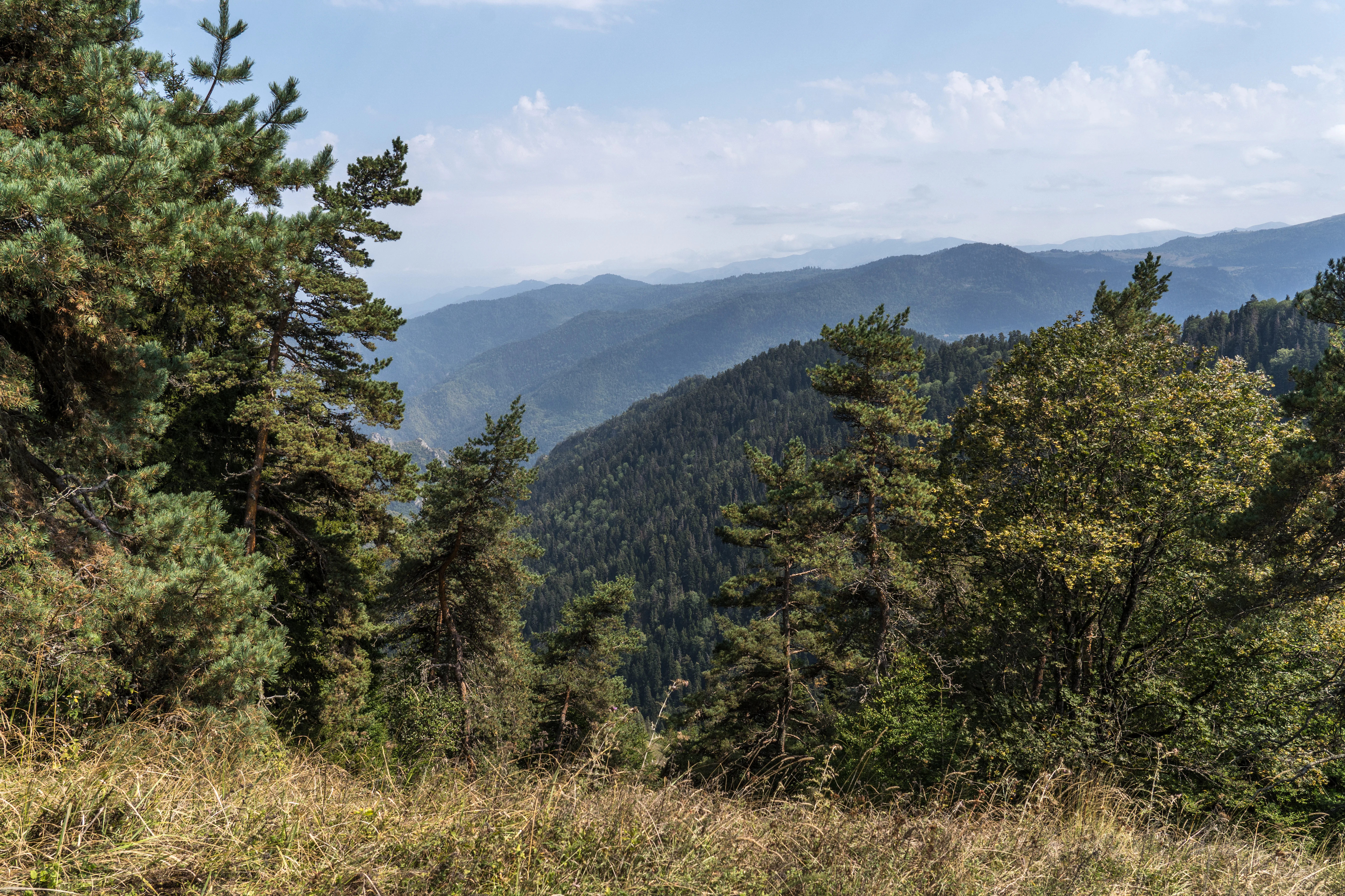 Mountainous landscape with dense forested hills and grassy foreground under a partly cloudy sky