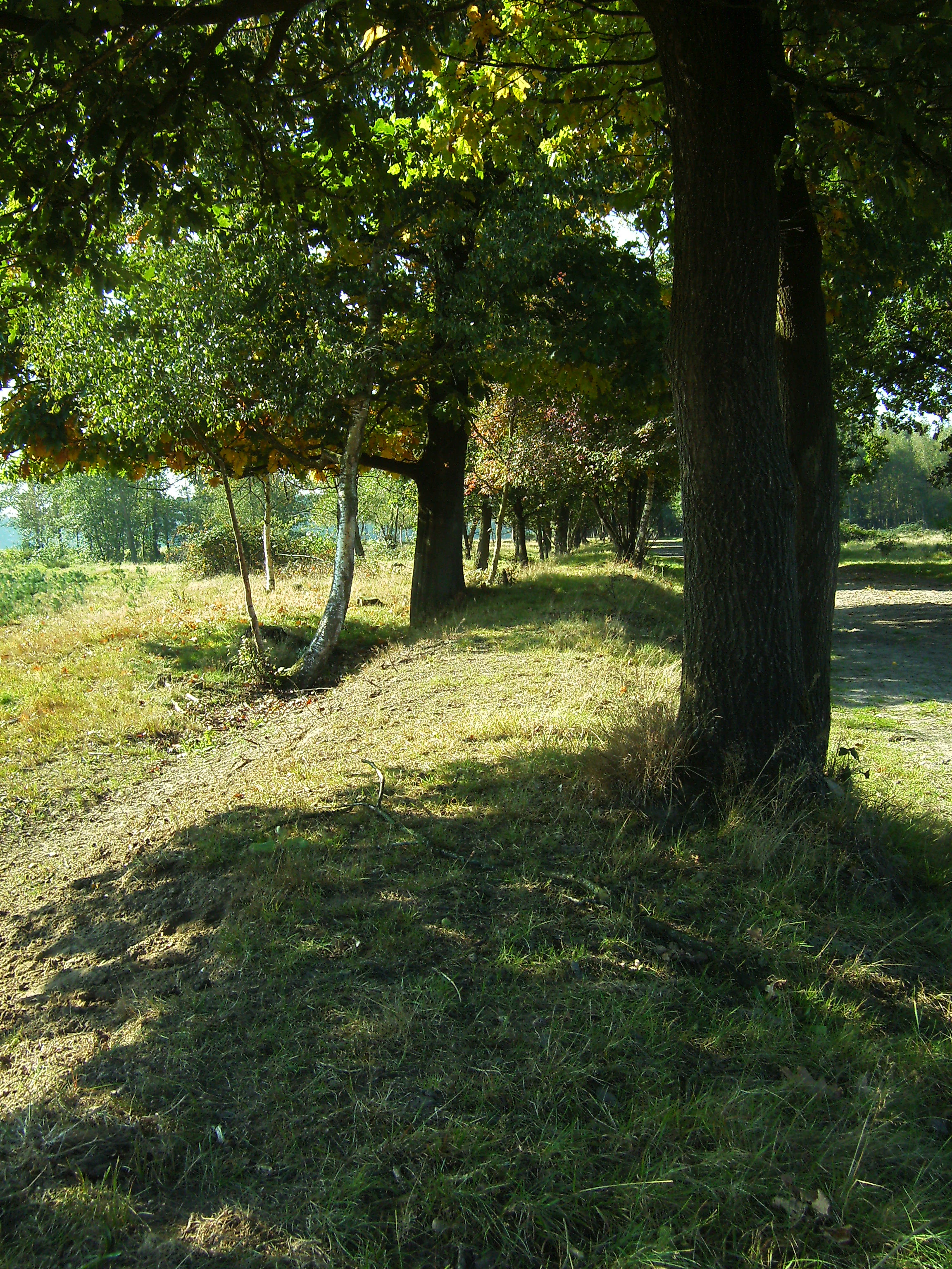 A line of trees growing along a low, grassy ridge, representing a historical earthwork in a park environment.