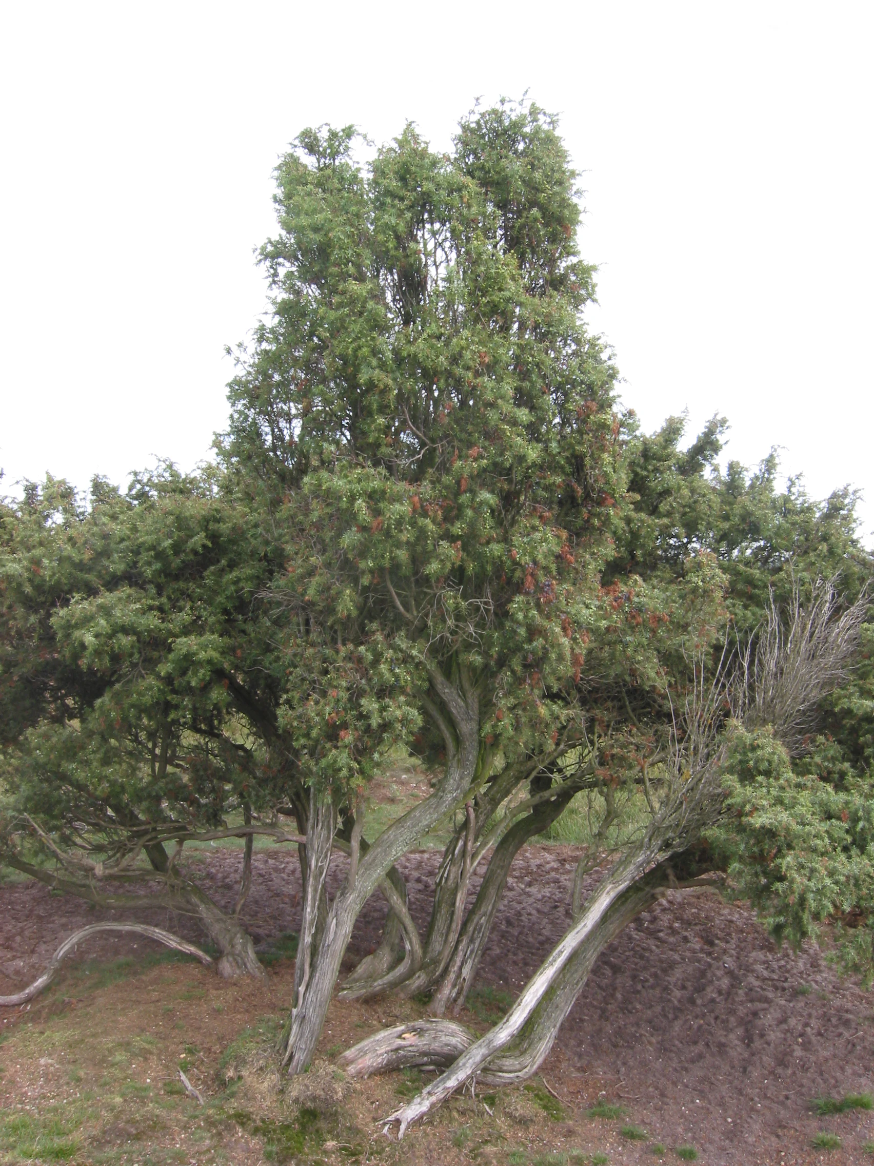 A mature common juniper bush with twisting, gnarled grey trunks and dense, needle-like green foliage.