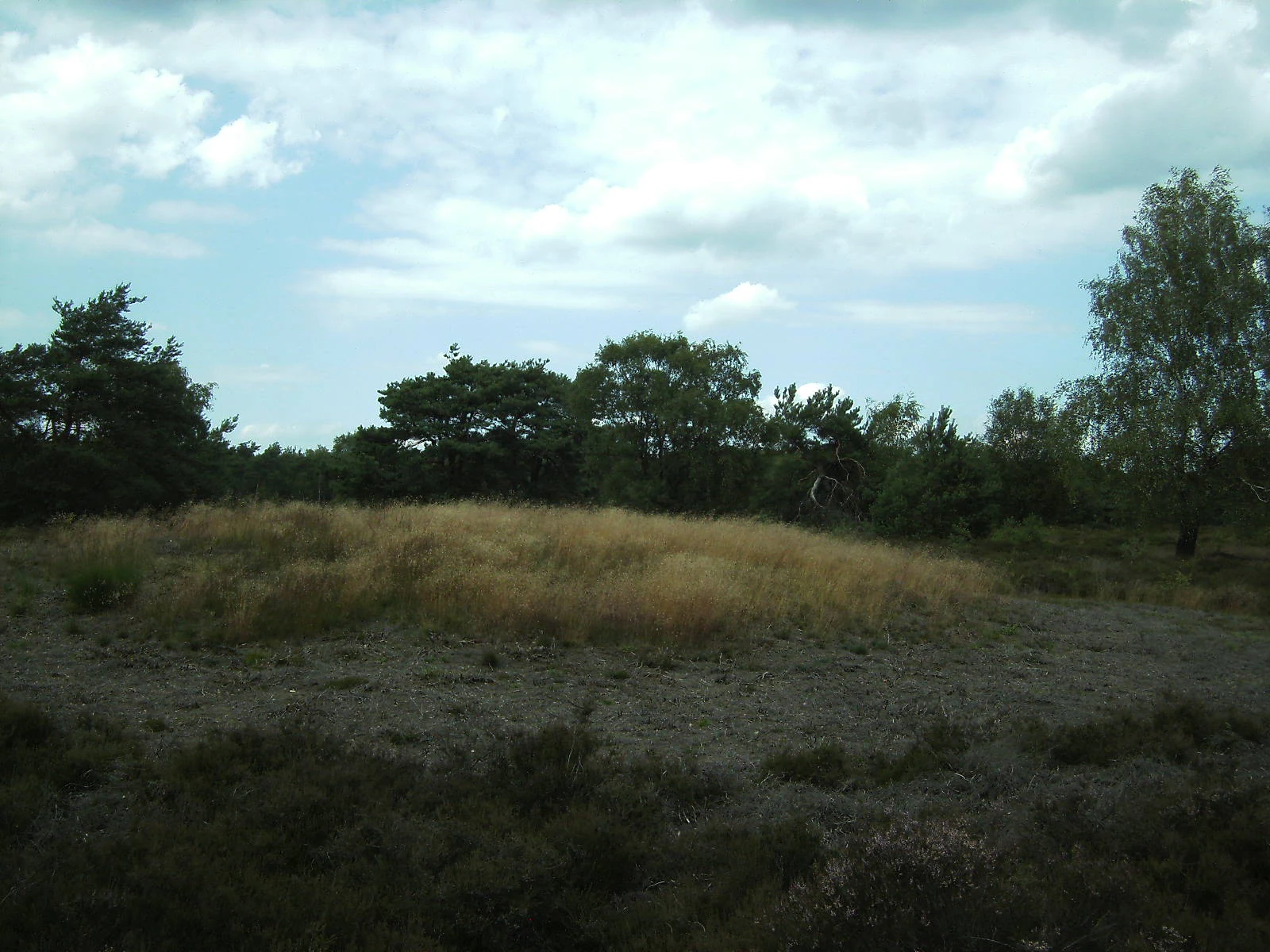 A low, grassy earthen mound sitting in a clearing surrounded by shrubs and trees under a cloudy sky.