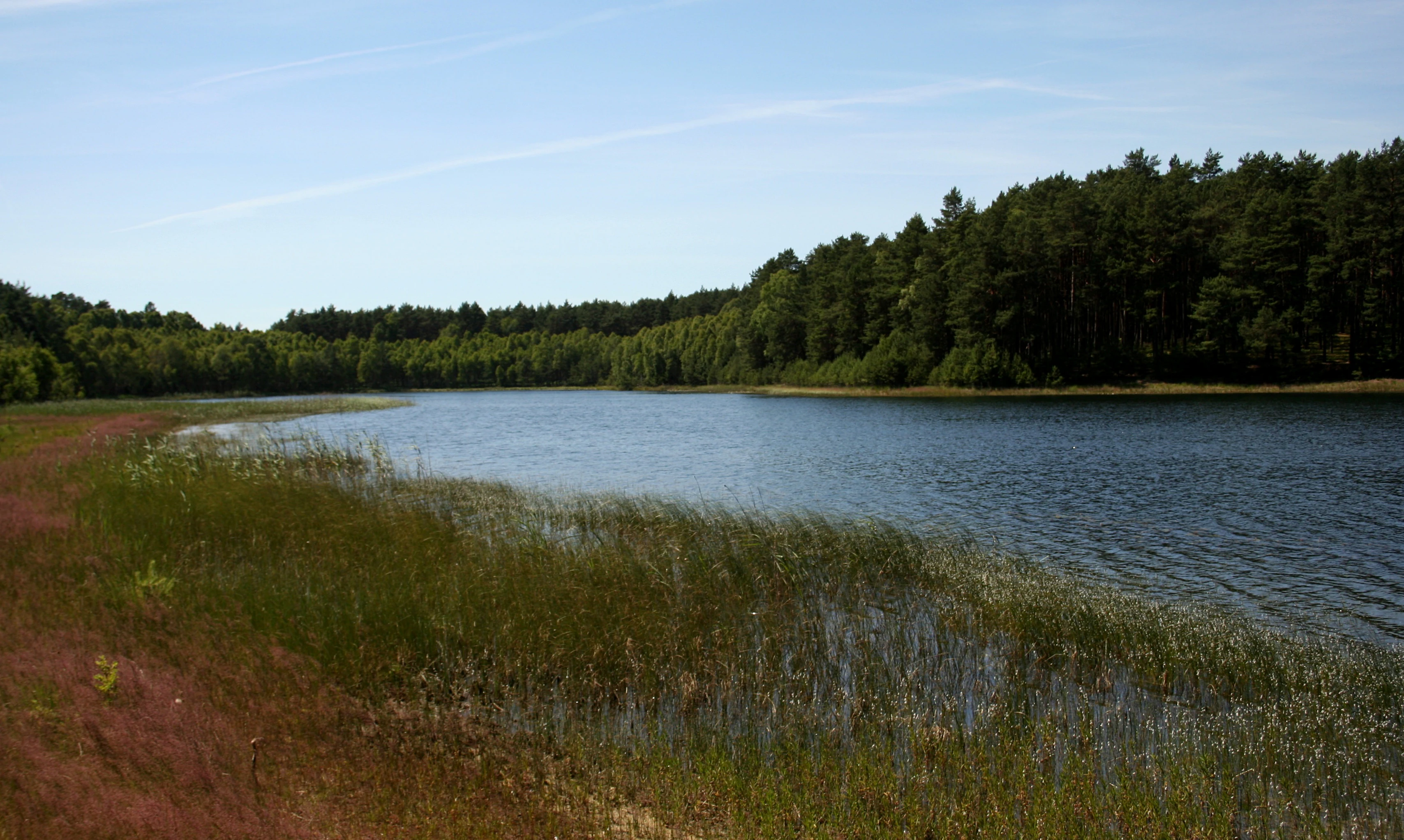 A wide view of a calm lake shore with marshy grasses in the foreground and a dense pine forest lining the opposite bank under a clear blue sky.