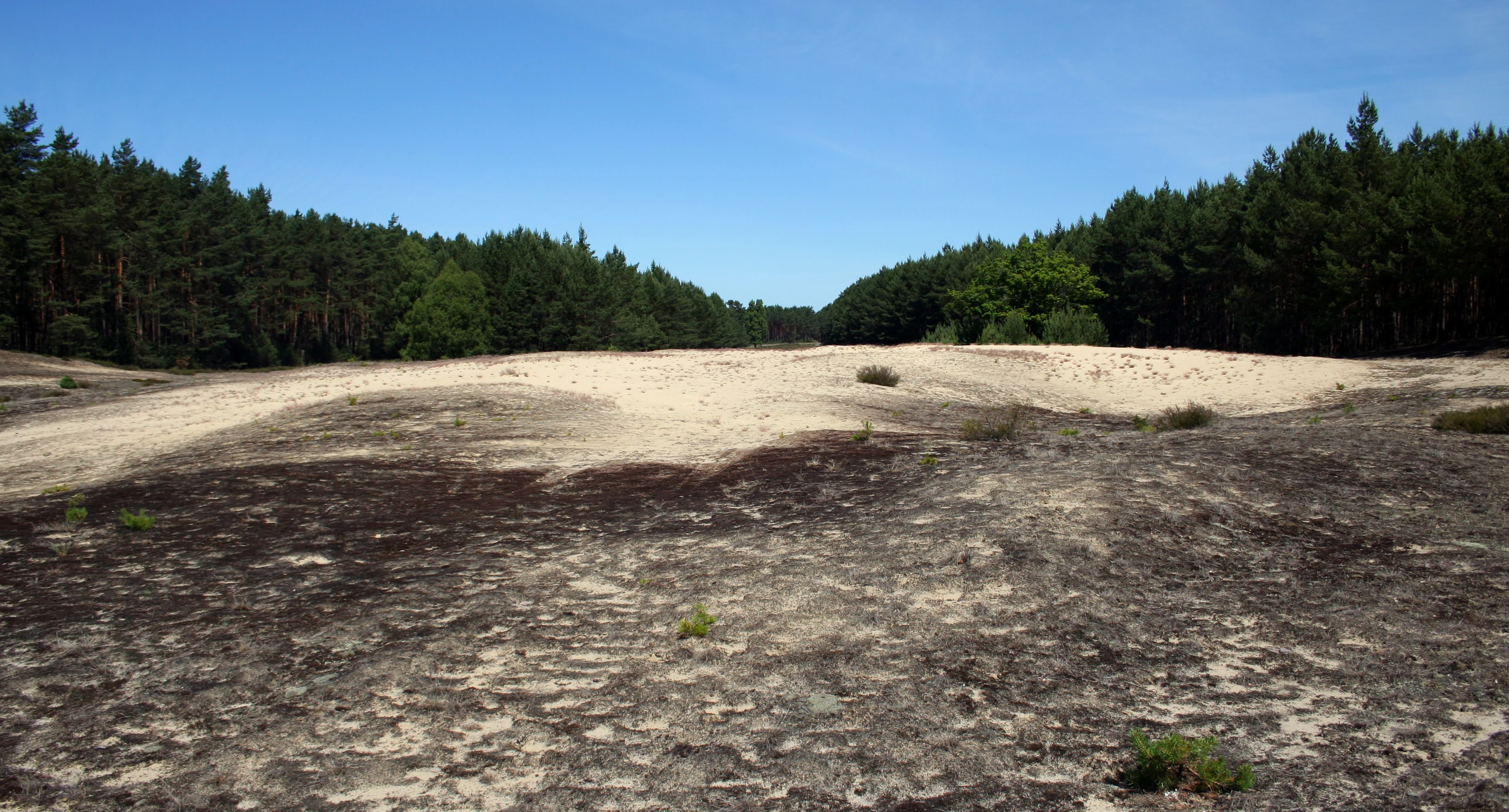 A wide, sandy clearing acting as a firebreak surrounded by dense evergreen forest under a clear blue sky.