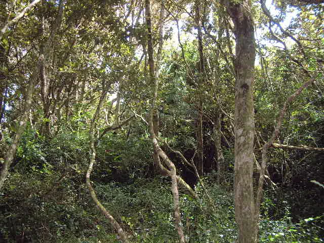 Dense forest with twisted tree trunks and lush green foliage under a dappled light canopy