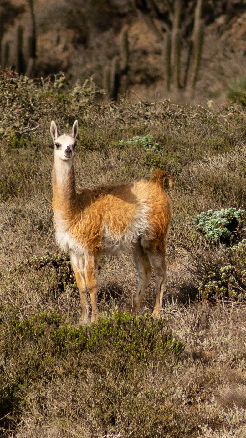 Guanaco standing among dry bushes and low vegetation in a semi-arid landscape