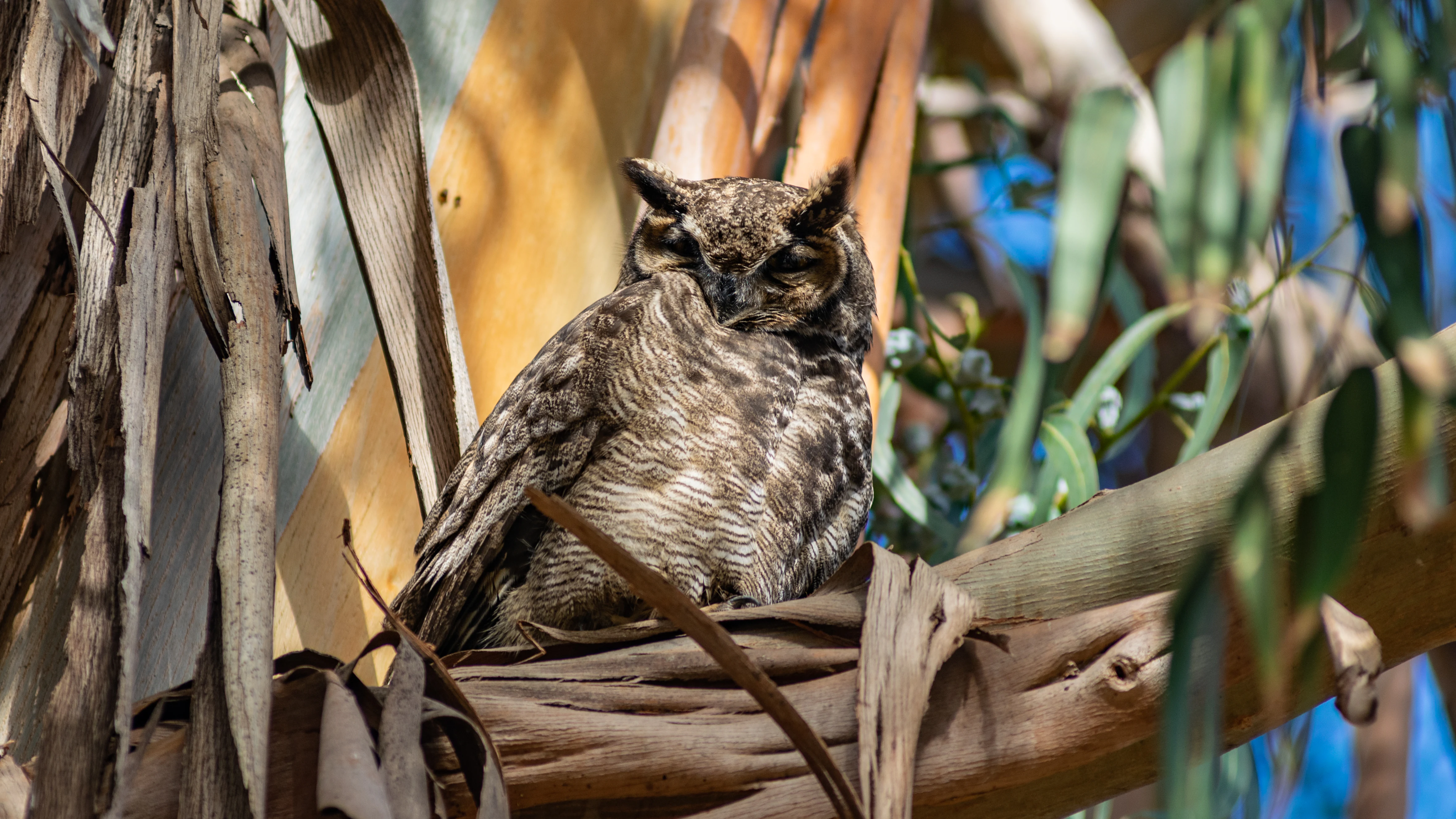 Spectacled owl perched on a tree branch with dry leaves and green foliage