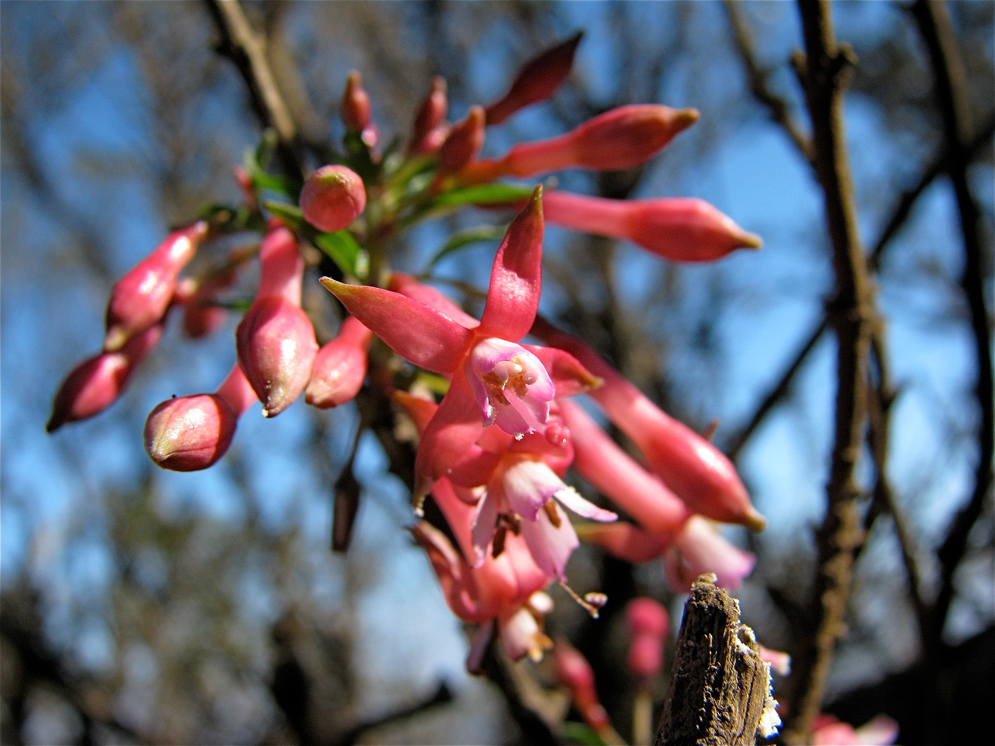 Pink Fuchsia lycioides flowers with green buds on a branch against a blurred blue sky and tree branches