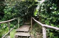 Wooden boardwalk trail with wooden railings surrounded by dense green foliage