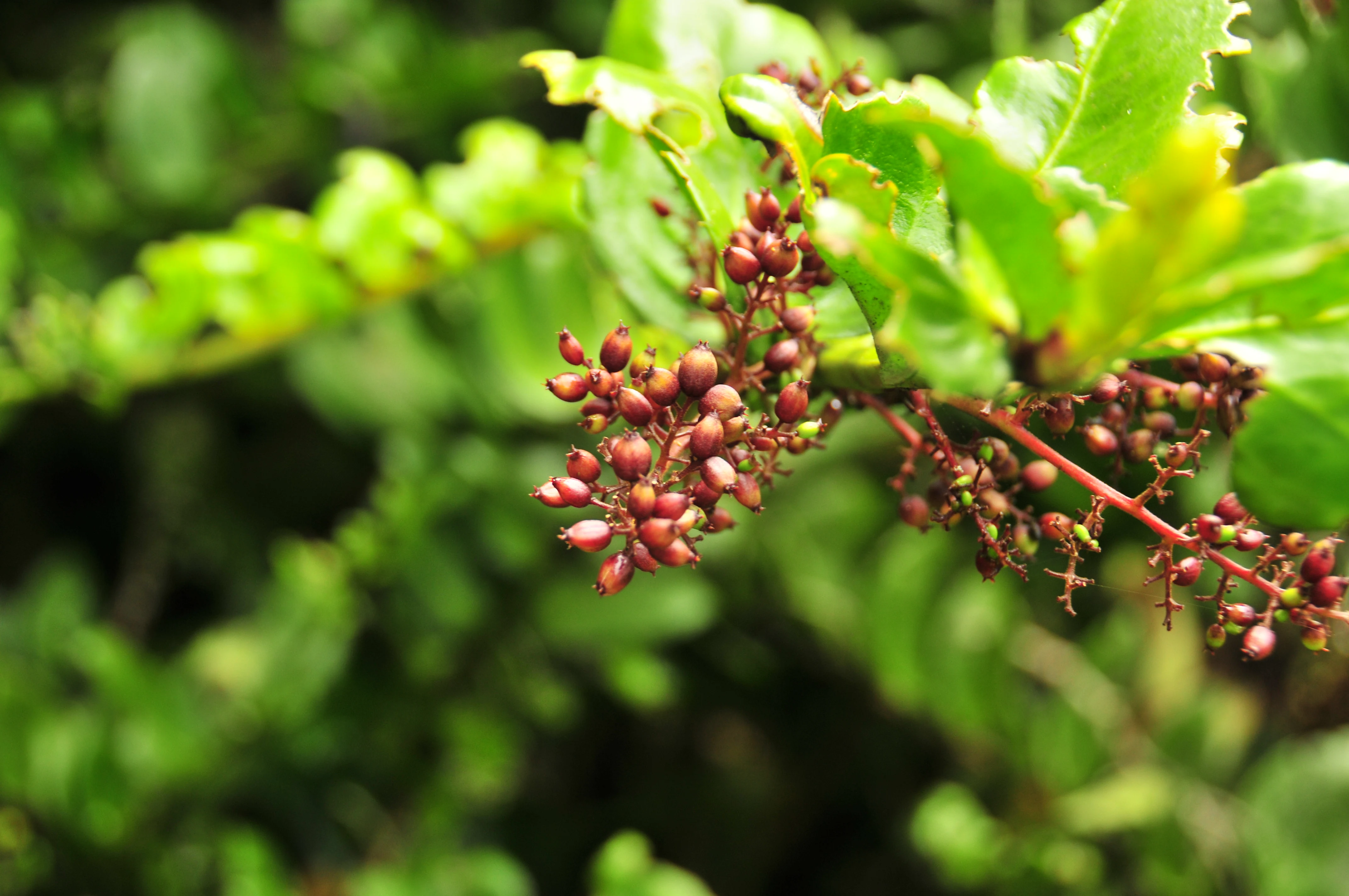 A close-up image of a plant branch with small red berries and glossy green leaves against a blurred green background