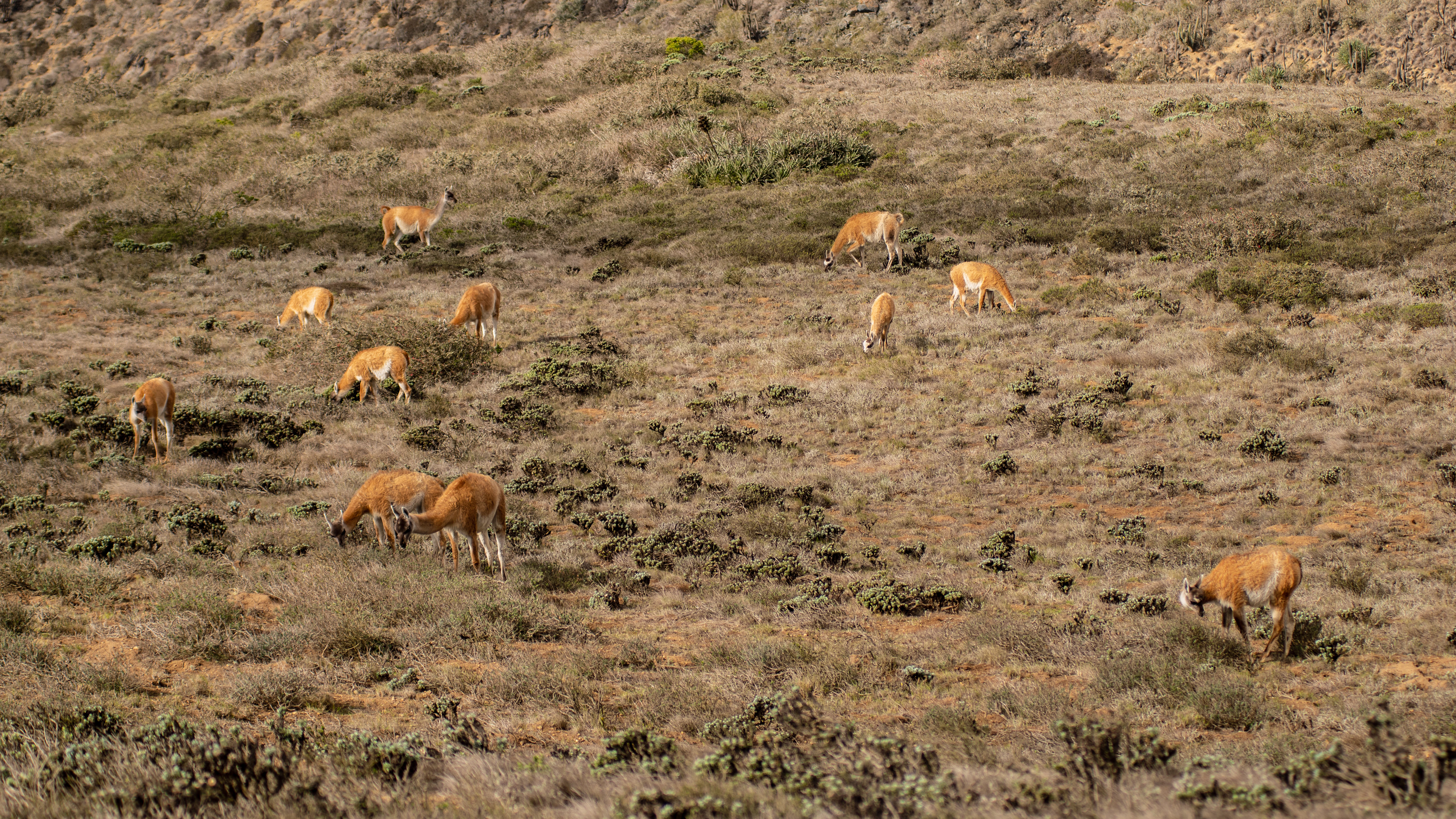 Multiple guanacos grazing in a dry, hilly landscape with sparse vegetation