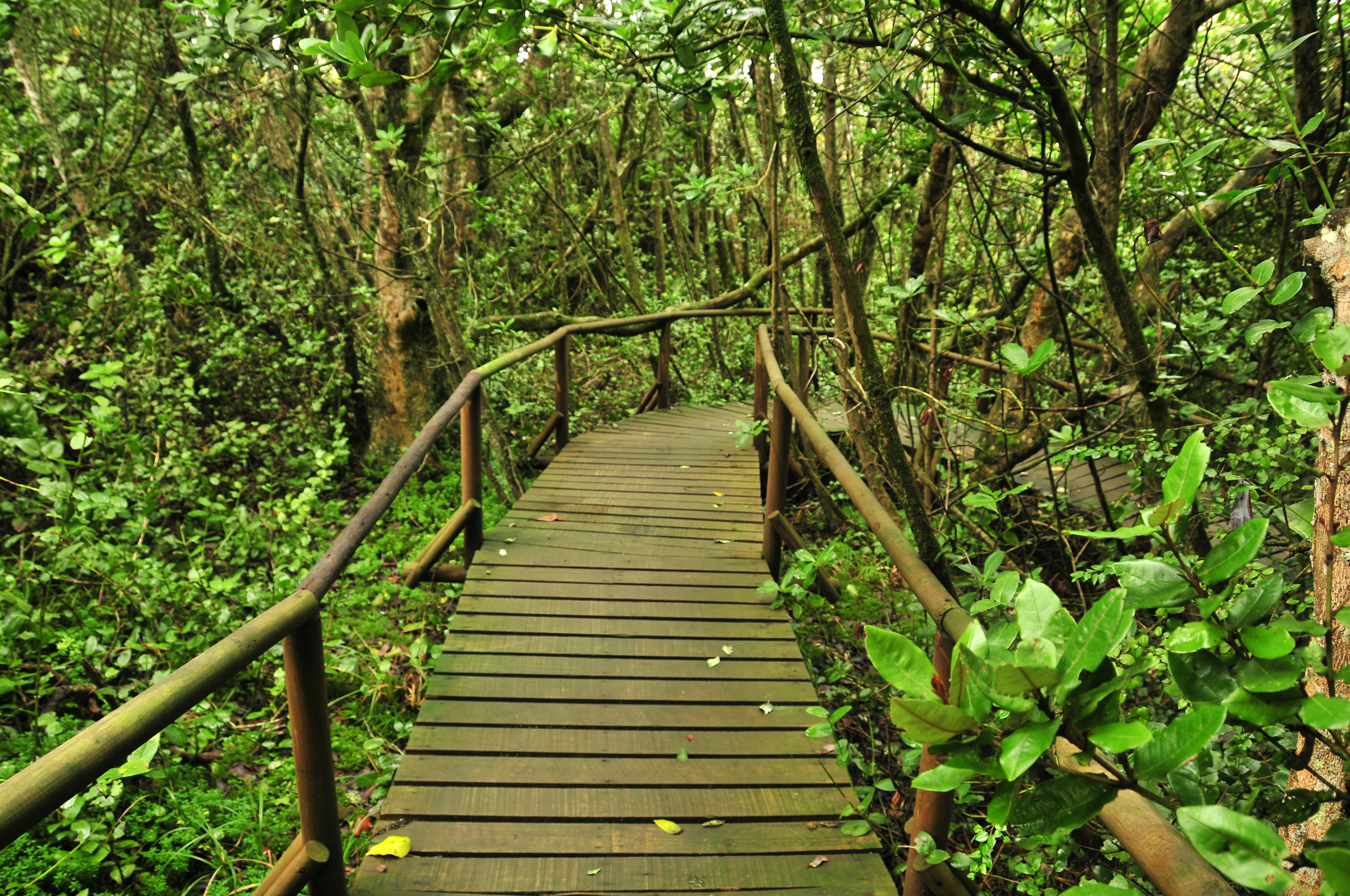 Wooden boardwalk trail with railings through dense green forest