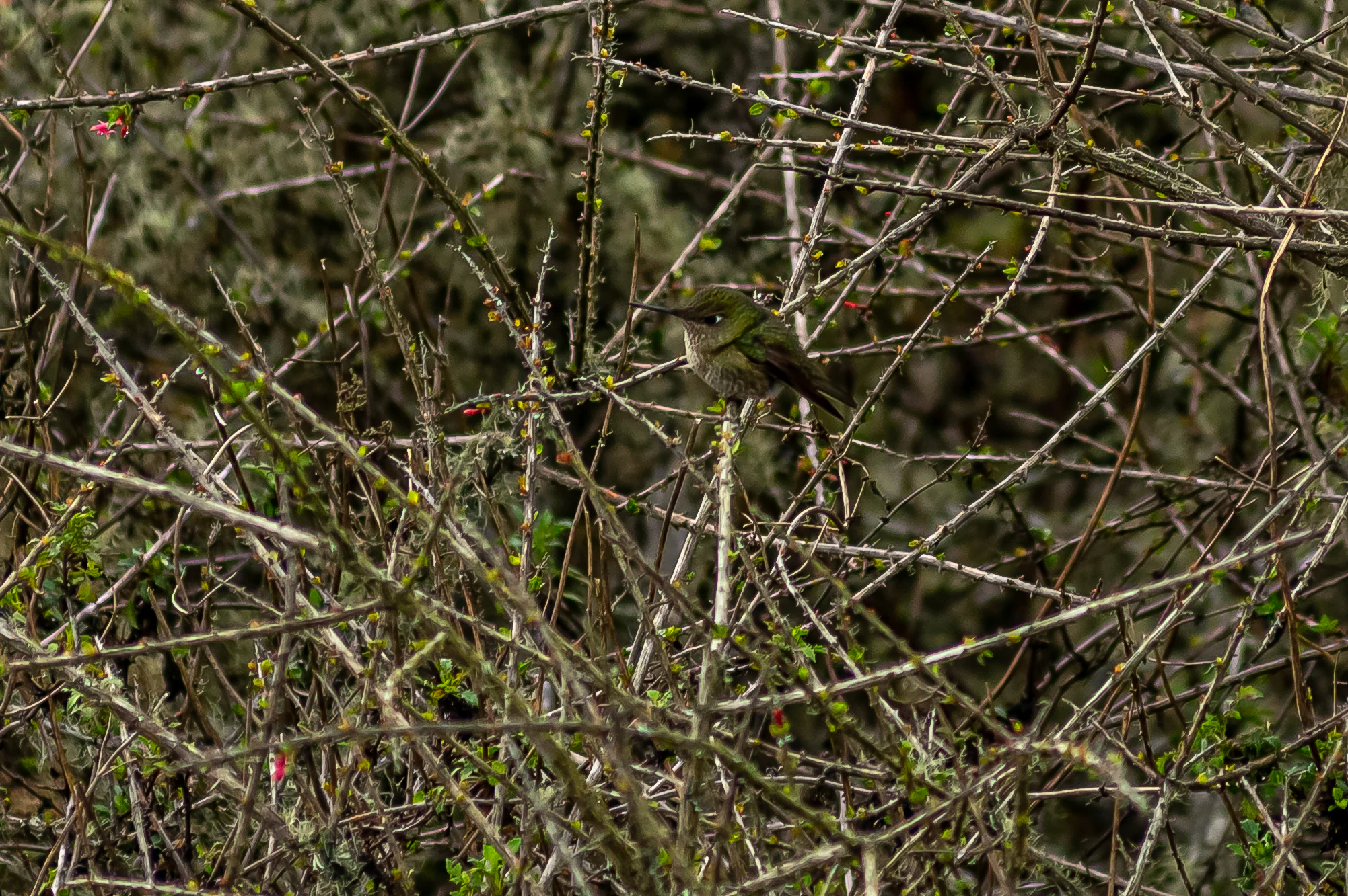 Small hummingbird partially obscured by thin branches in a dense forest area